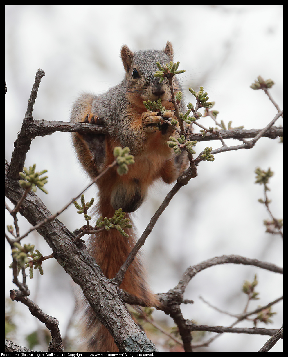 Fox squirrel (Sciurus niger), April 4, 2019