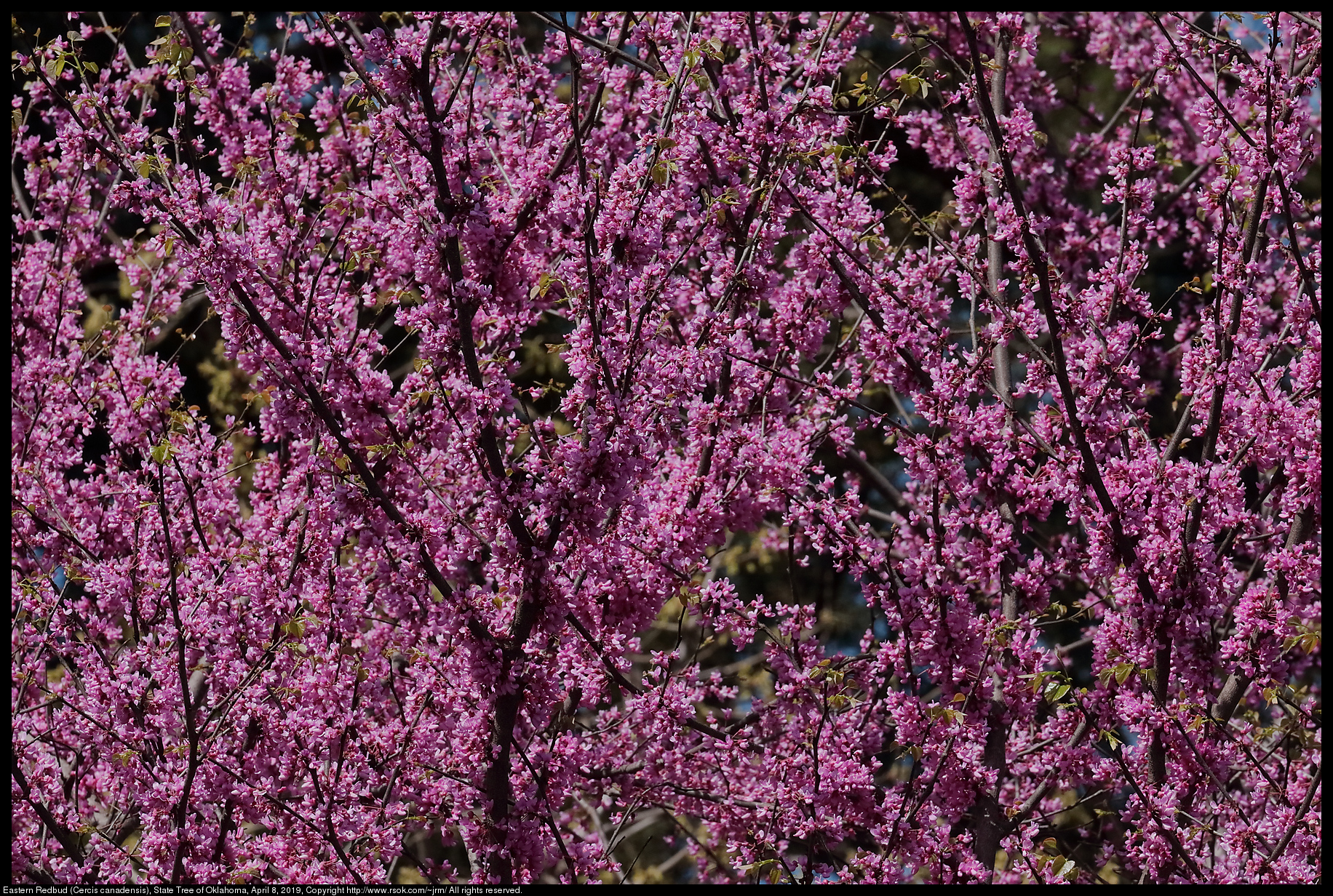 Eastern Redbud (Cercis canadensis), State Tree of Oklahoma, April 8, 2019