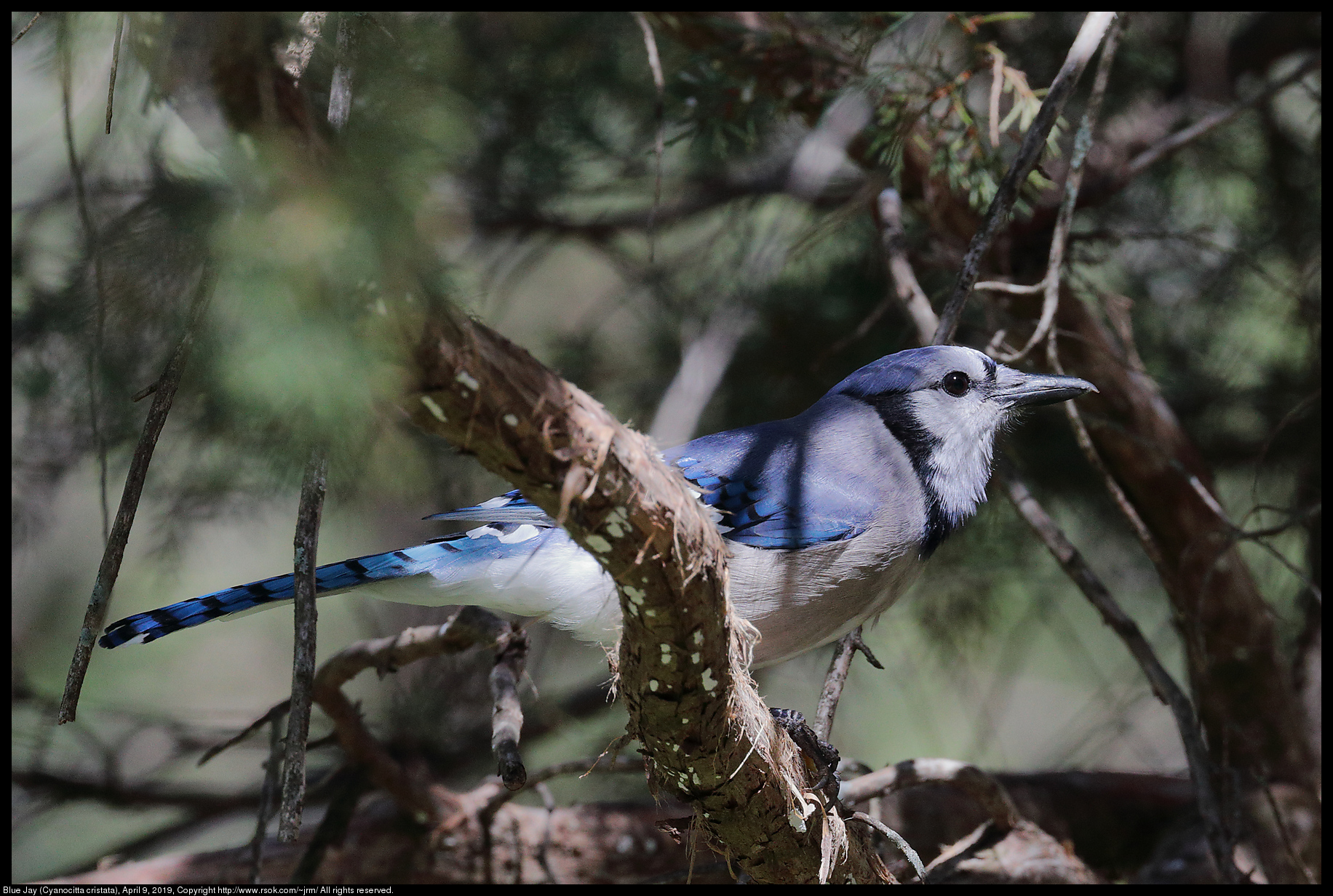 Blue Jay (Cyanocitta cristata), April 9, 2019