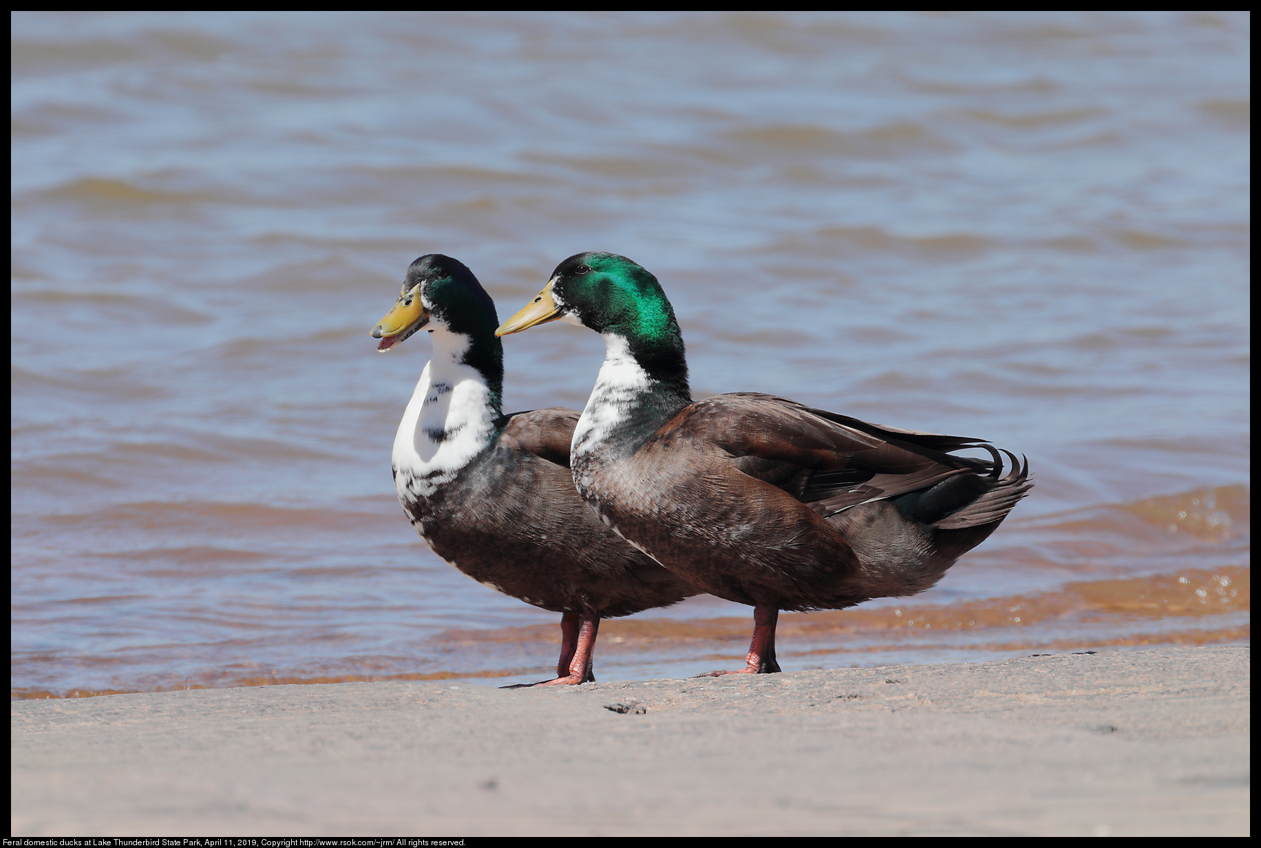 Feral domestic ducks at Lake Thunderbird State Park, April 11, 2019