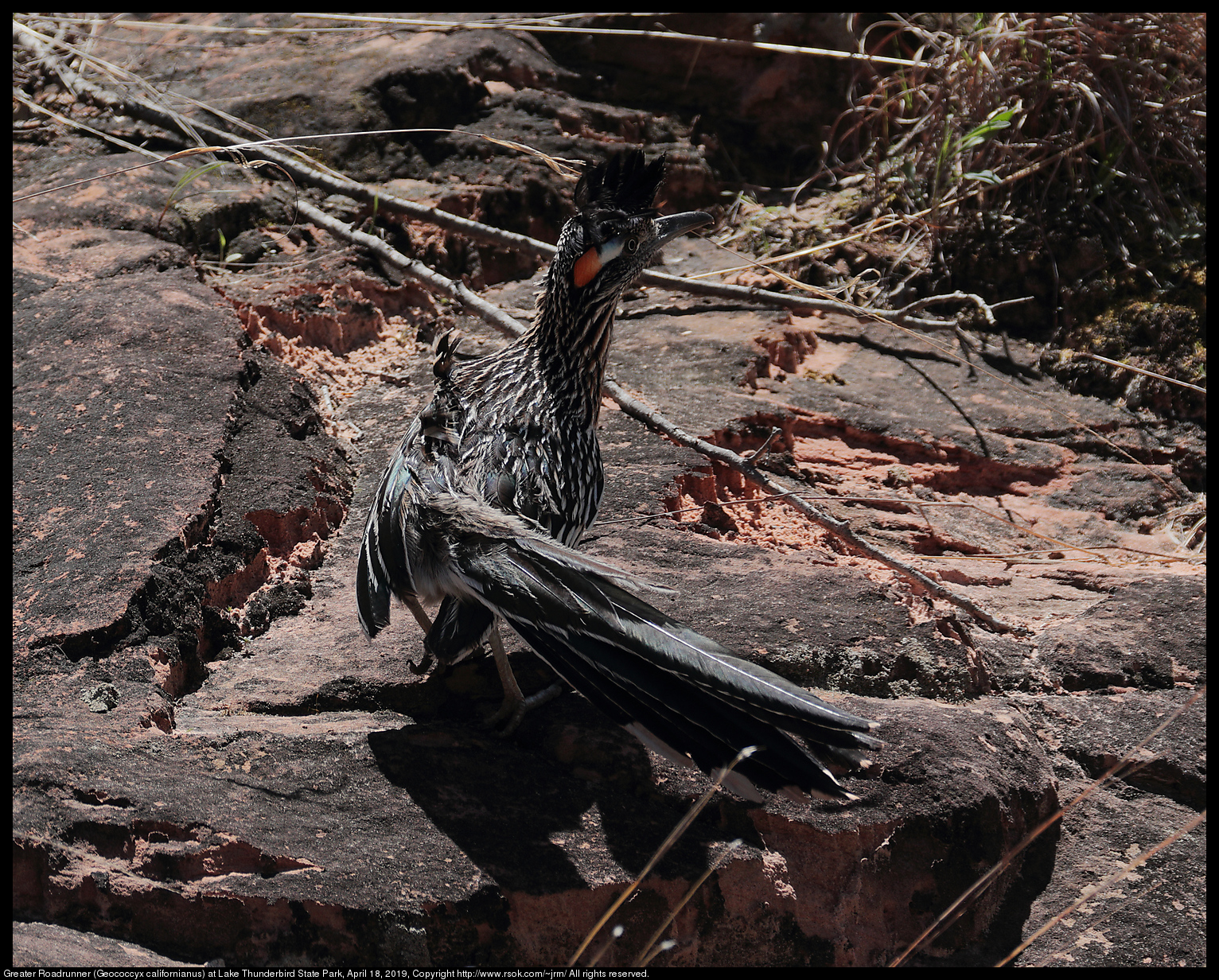 Greater Roadrunner (Geococcyx californianus) at Lake Thunderbird State Park, April 18, 2019