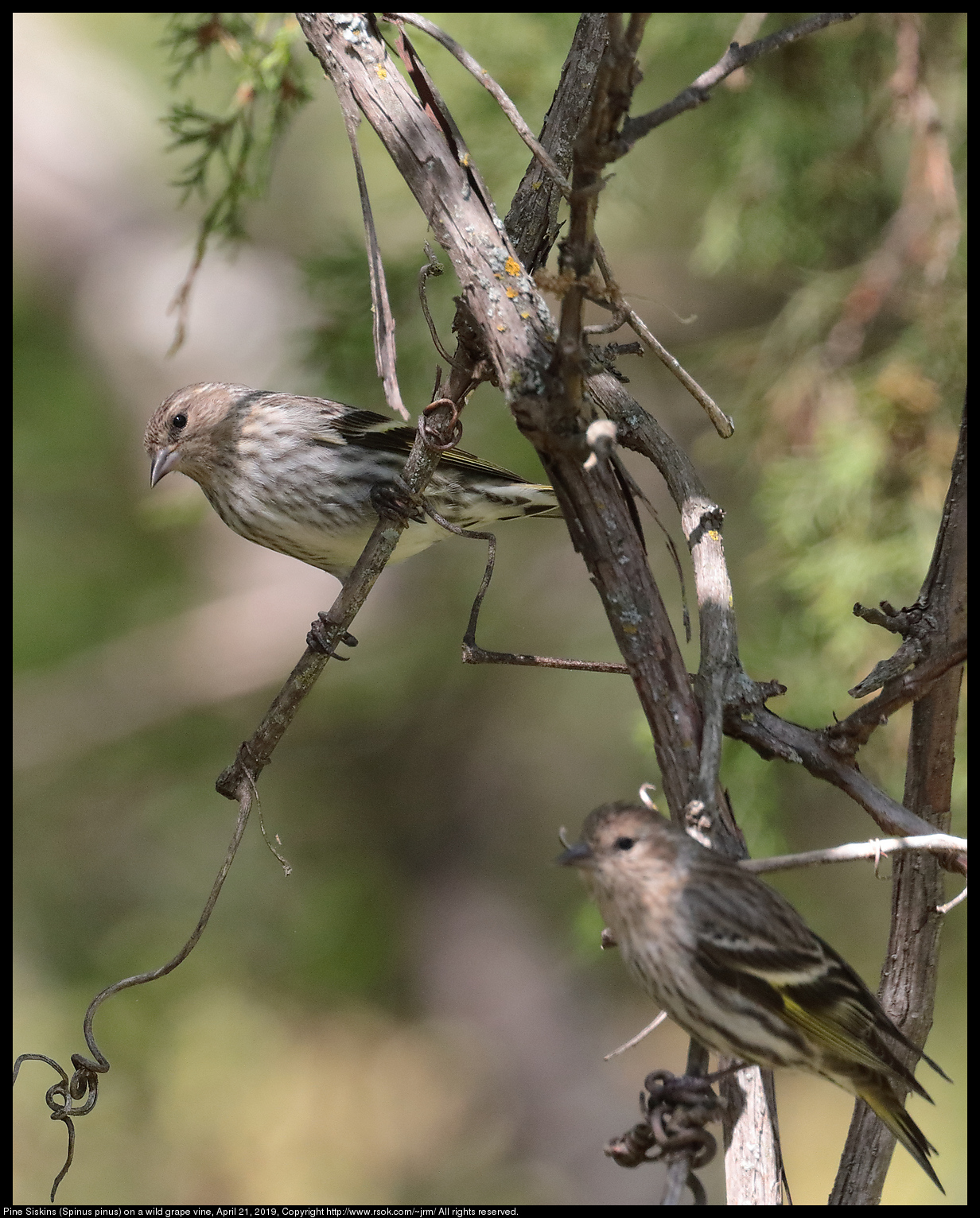 Pine Siskins (Spinus pinus) on a wild grape vine, April 21, 2019