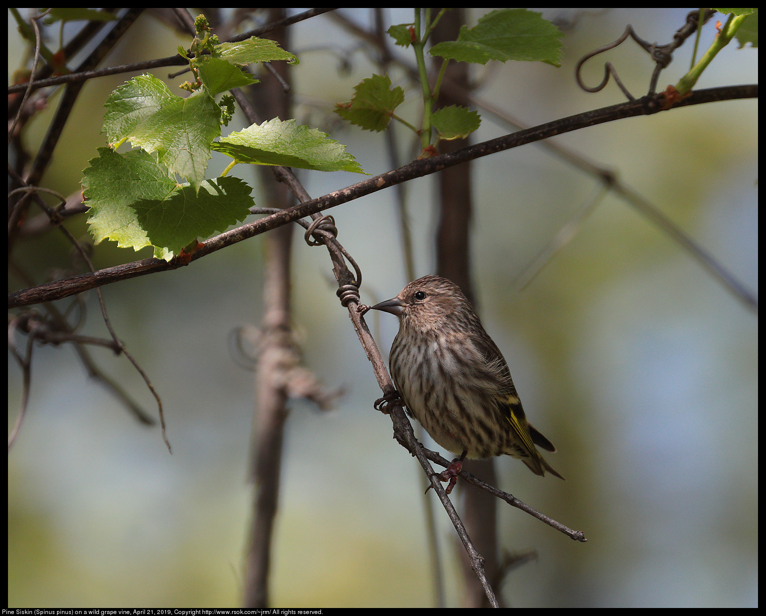 Pine Siskin (Spinus pinus) on a wild grape vine, April 21, 2019