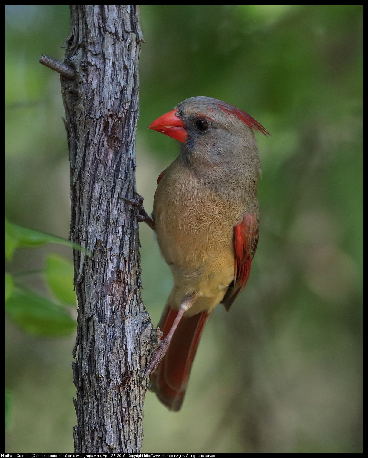 Northern Cardinal (Cardinalis cardinalis) on a wild grape vine, April 27, 2019