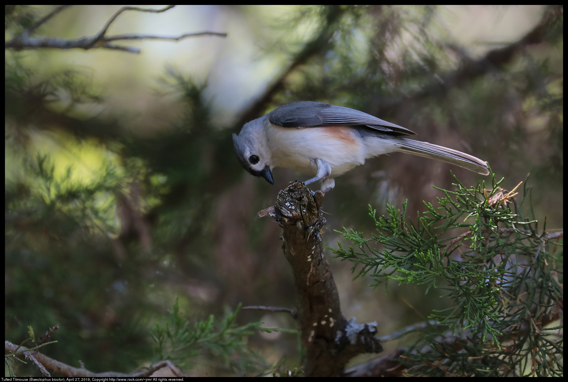 Tufted Titmouse (Baeolophus bicolor), April 27, 2019