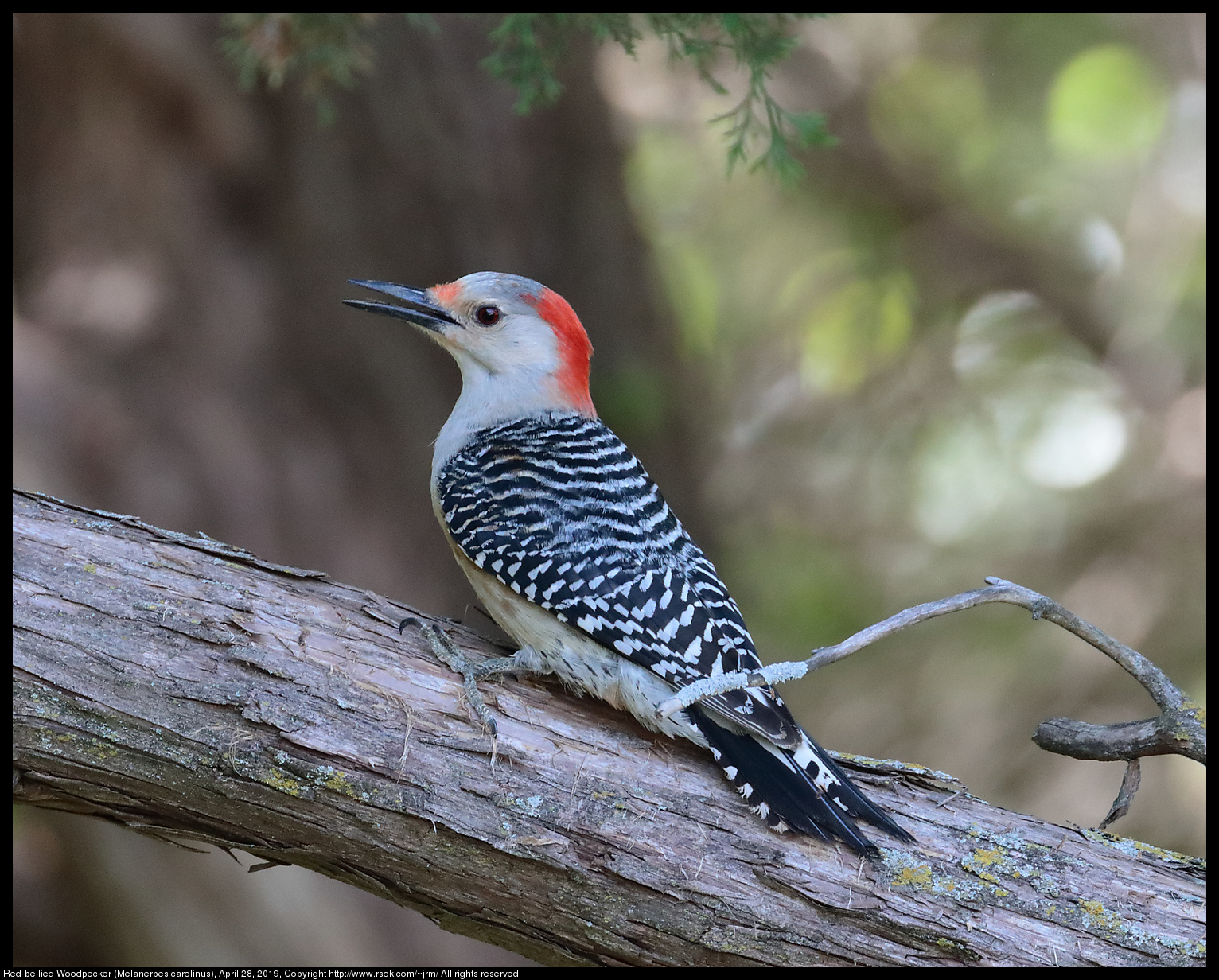 Red-bellied Woodpecker (Melanerpes carolinus), April 28, 2019