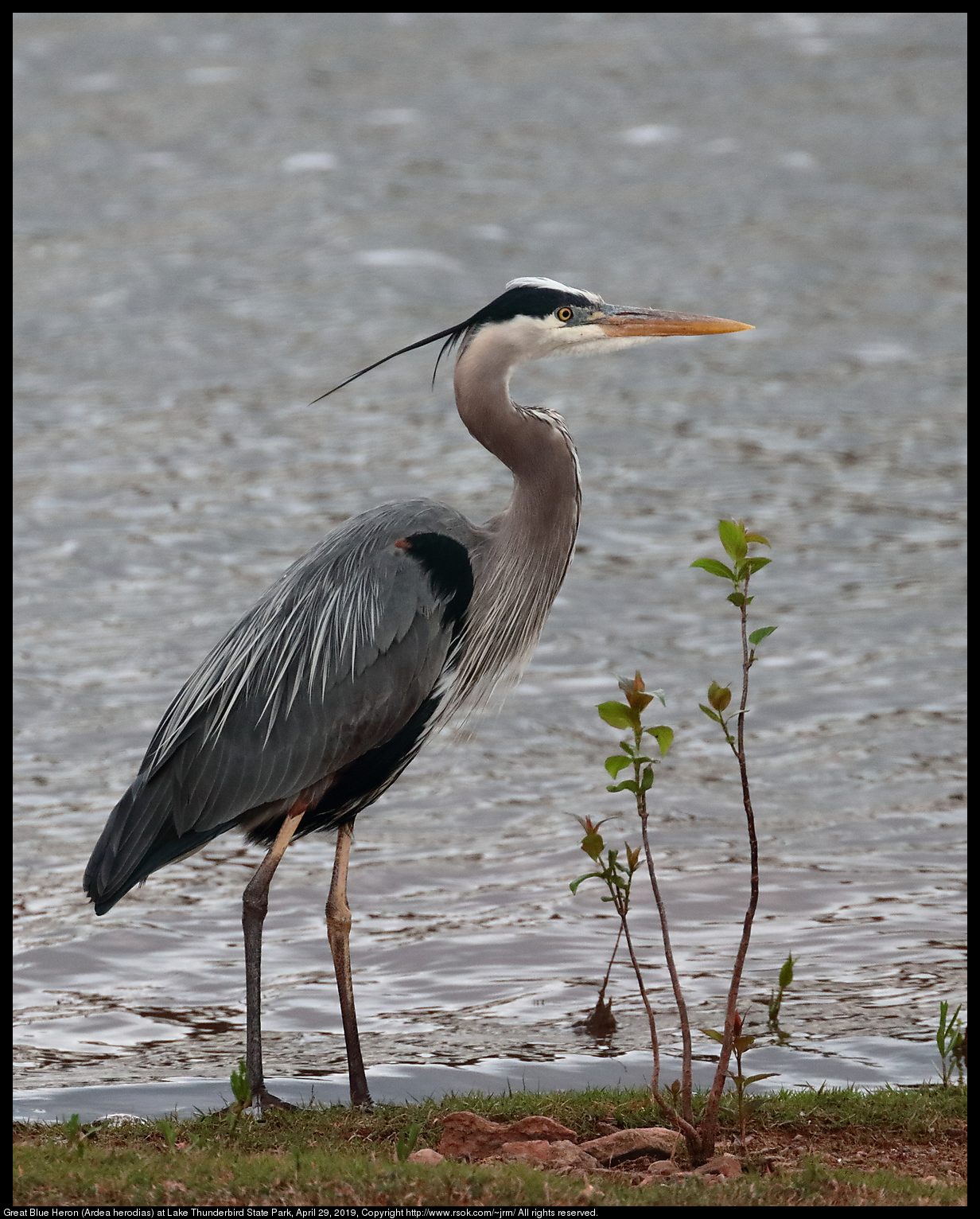 Great Blue Heron (Ardea herodias) at Lake Thunderbird State Park, April 29, 2019