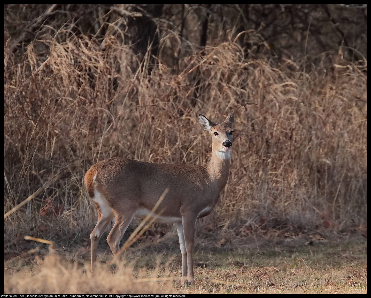 White-tailed Deer (Odocoileus virginianus) at Lake Thunderbird, November 30, 2019