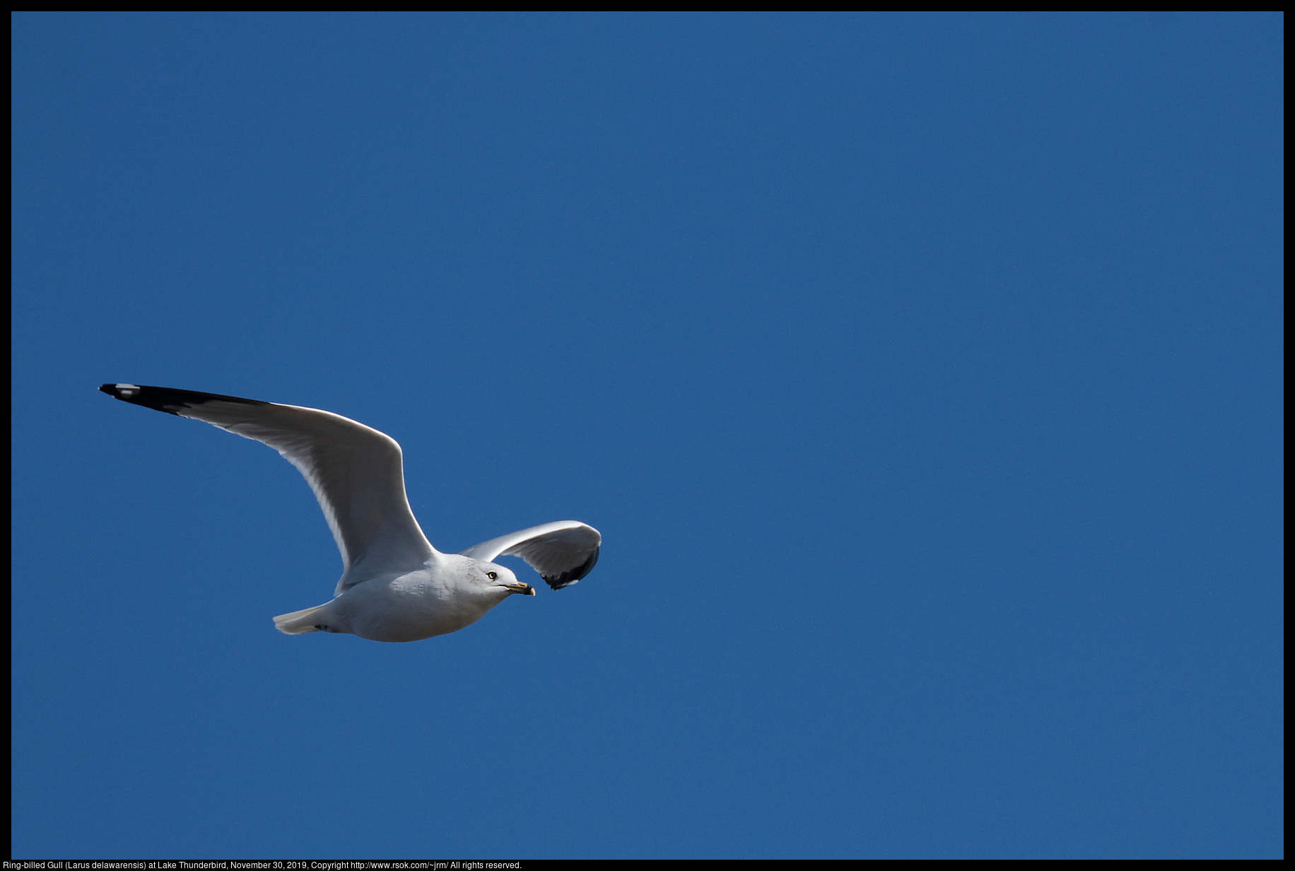 Ring-billed Gull (Larus delawarensis) at Lake Thunderbird, November 30, 2019