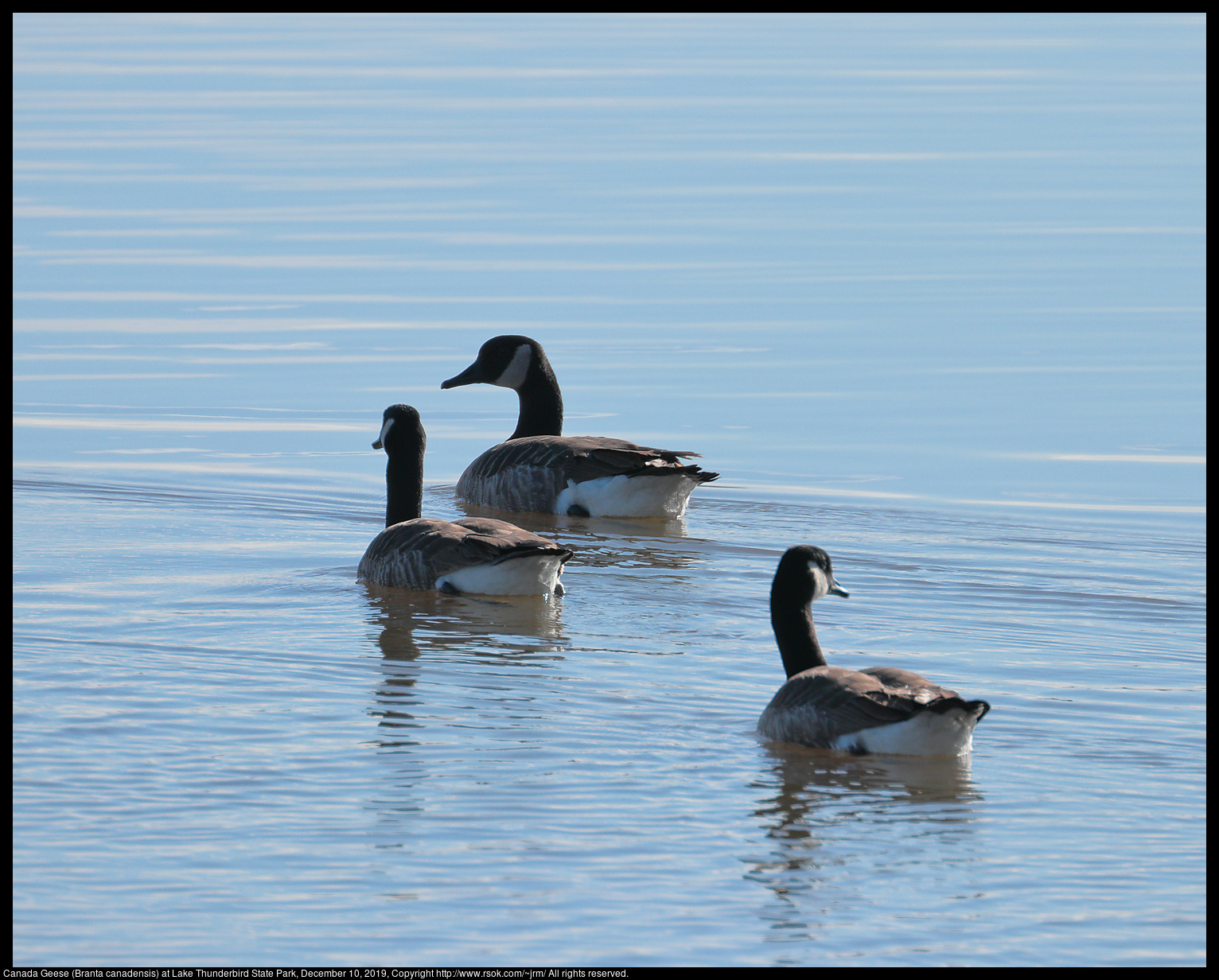 Canada Geese (Branta canadensis) at Lake Thunderbird State Park, December 10, 2019