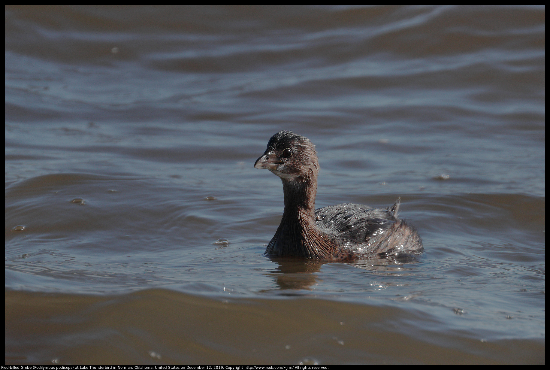 Pied-billed Grebe (Podilymbus podiceps) at Lake Thunderbird State Park, December 12, 2019