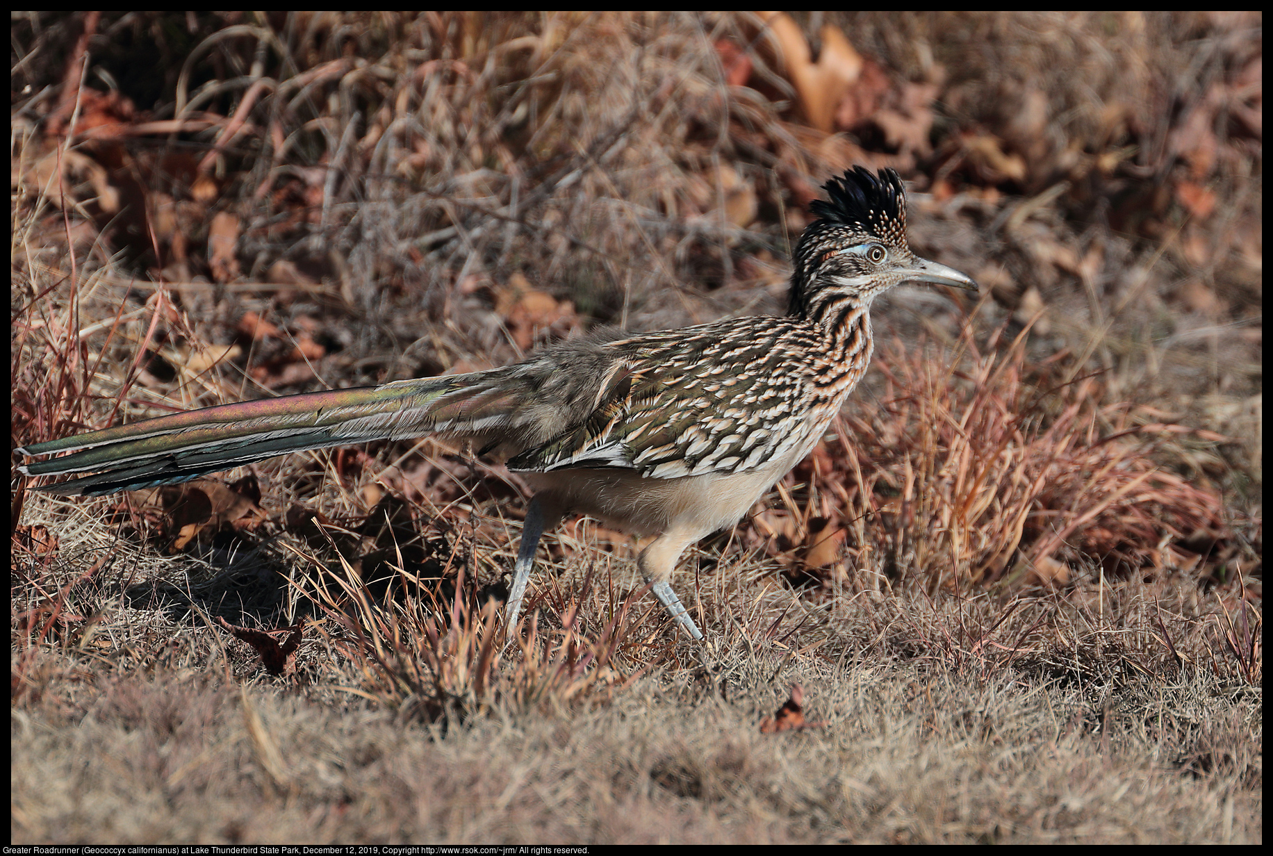 Greater Roadrunner (Geococcyx californianus) at Lake Thunderbird State Park, December 12, 2019