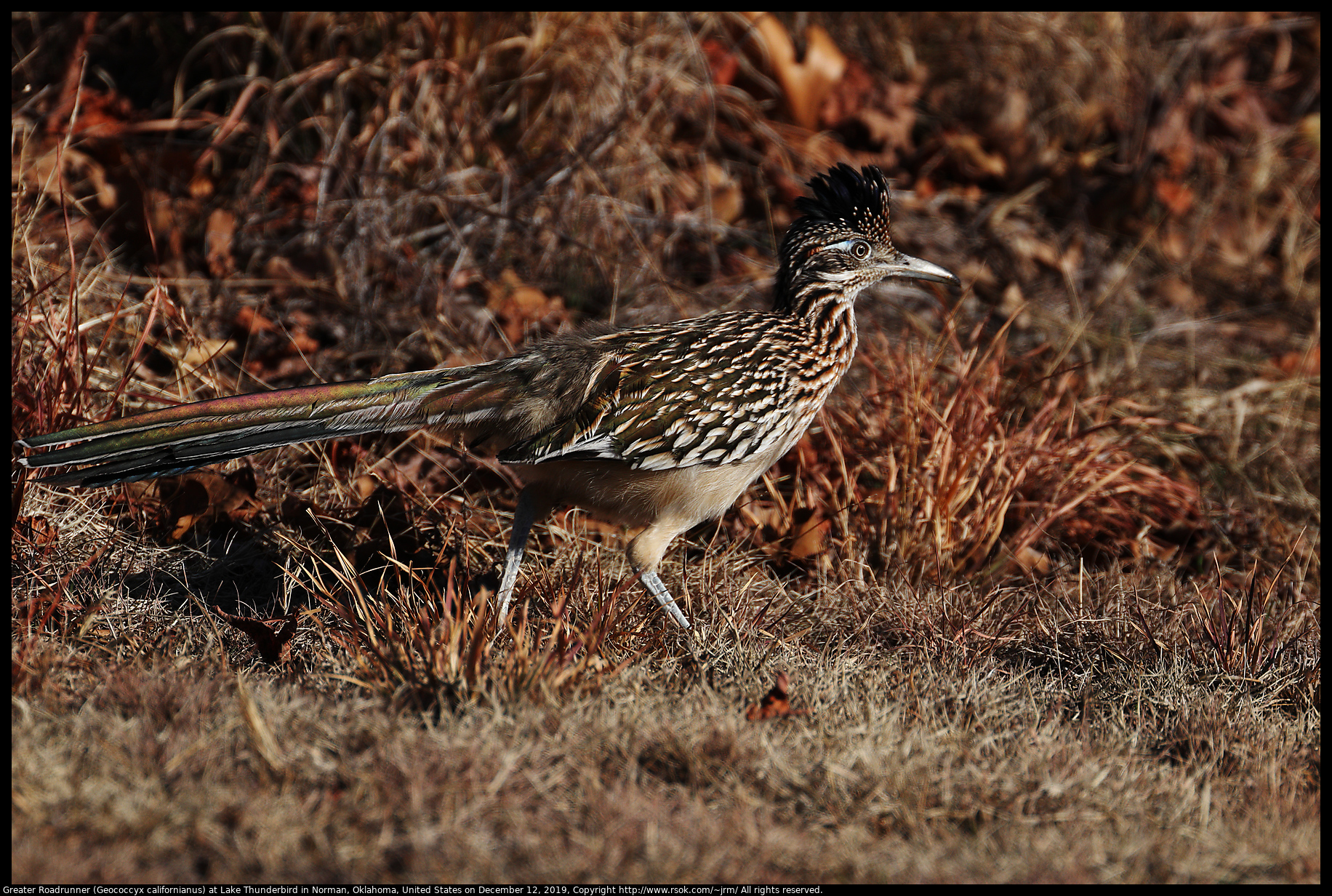 Greater Roadrunner (Geococcyx californianus) at Lake Thunderbird State Park, December 12, 2019