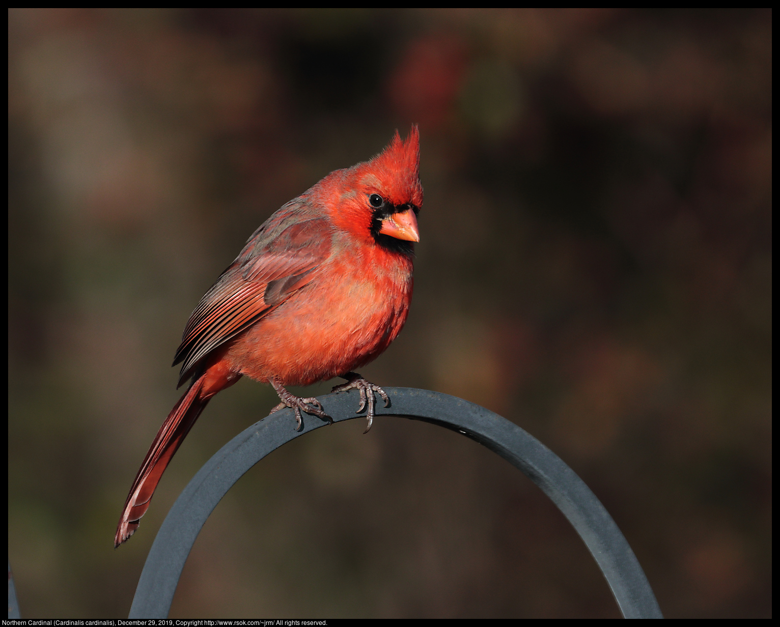 Northern Cardinal (Cardinalis cardinalis), December 29, 2019
