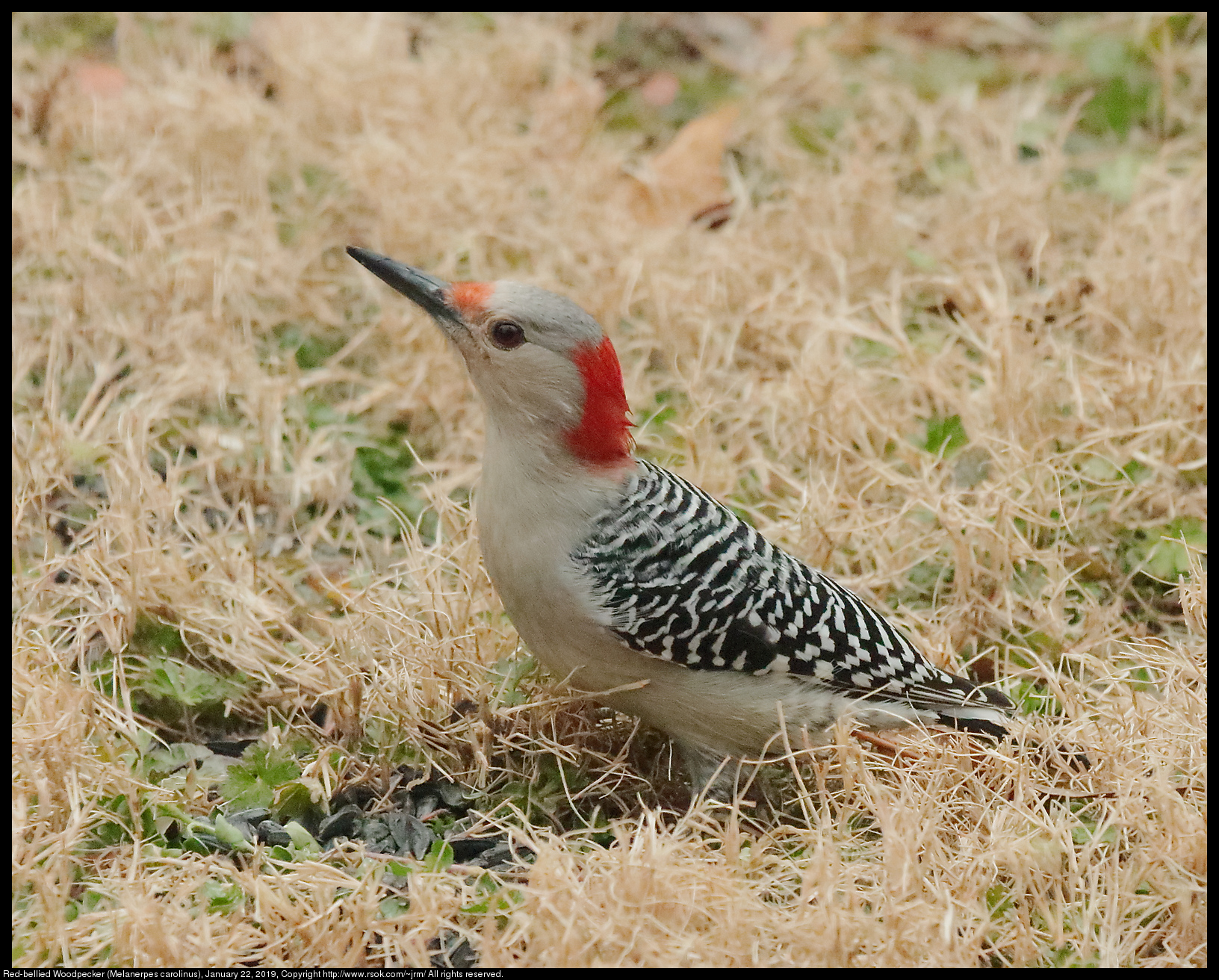 Red-bellied Woodpecker (Melanerpes carolinus), January 22, 2019