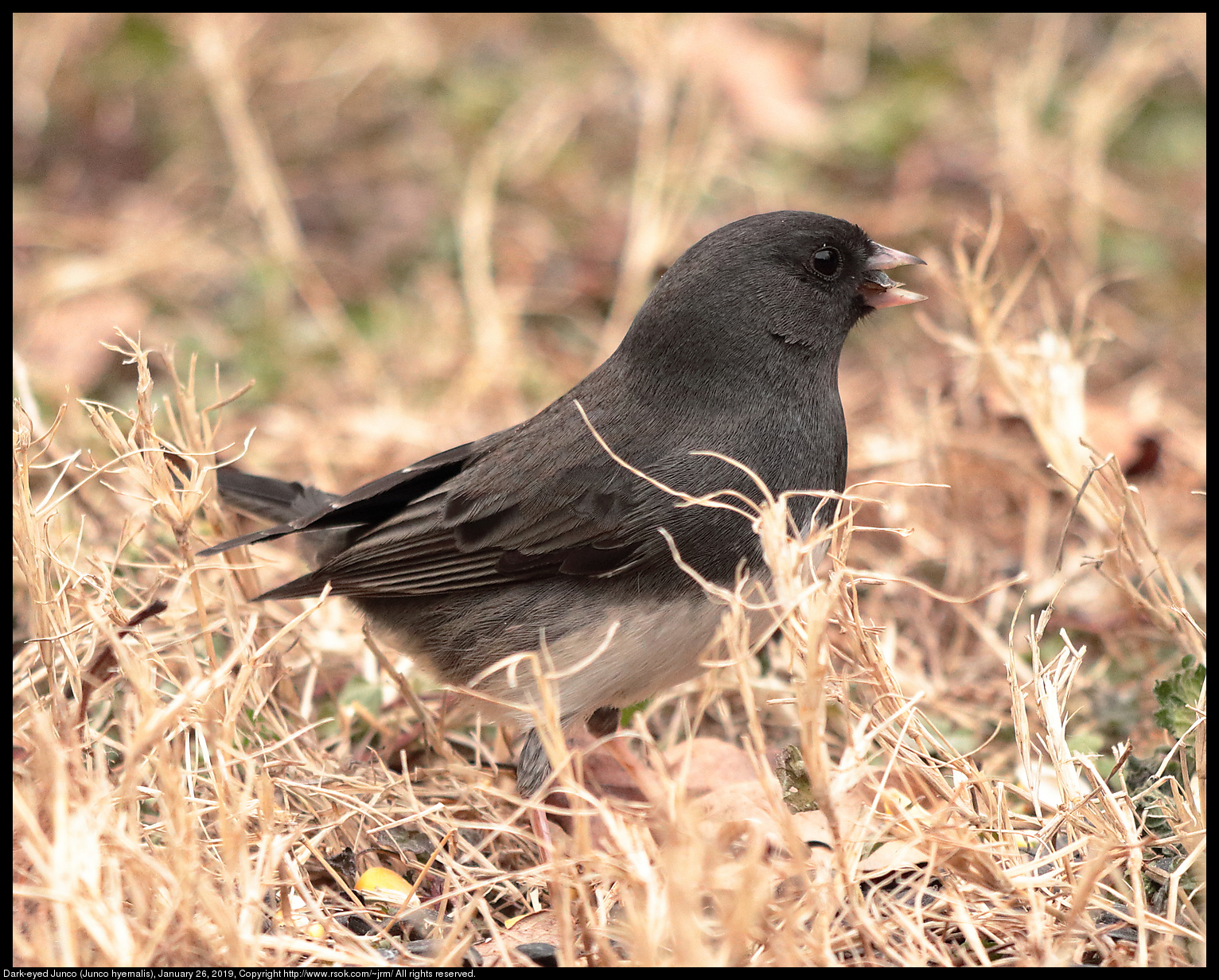 Dark-eyed Junco (Junco hyemalis), January 26, 2019