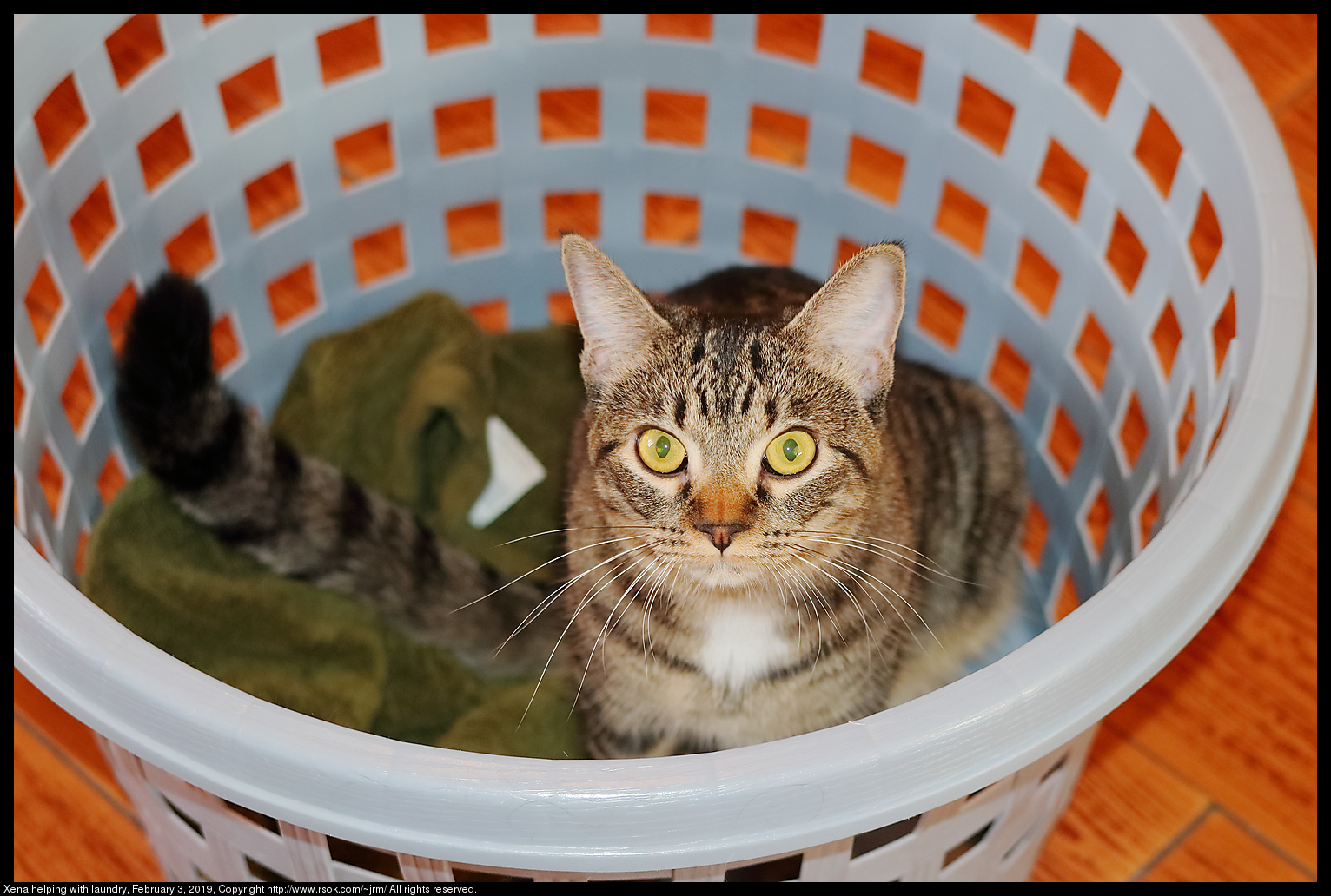 Xena helping with laundry, February 3, 2019