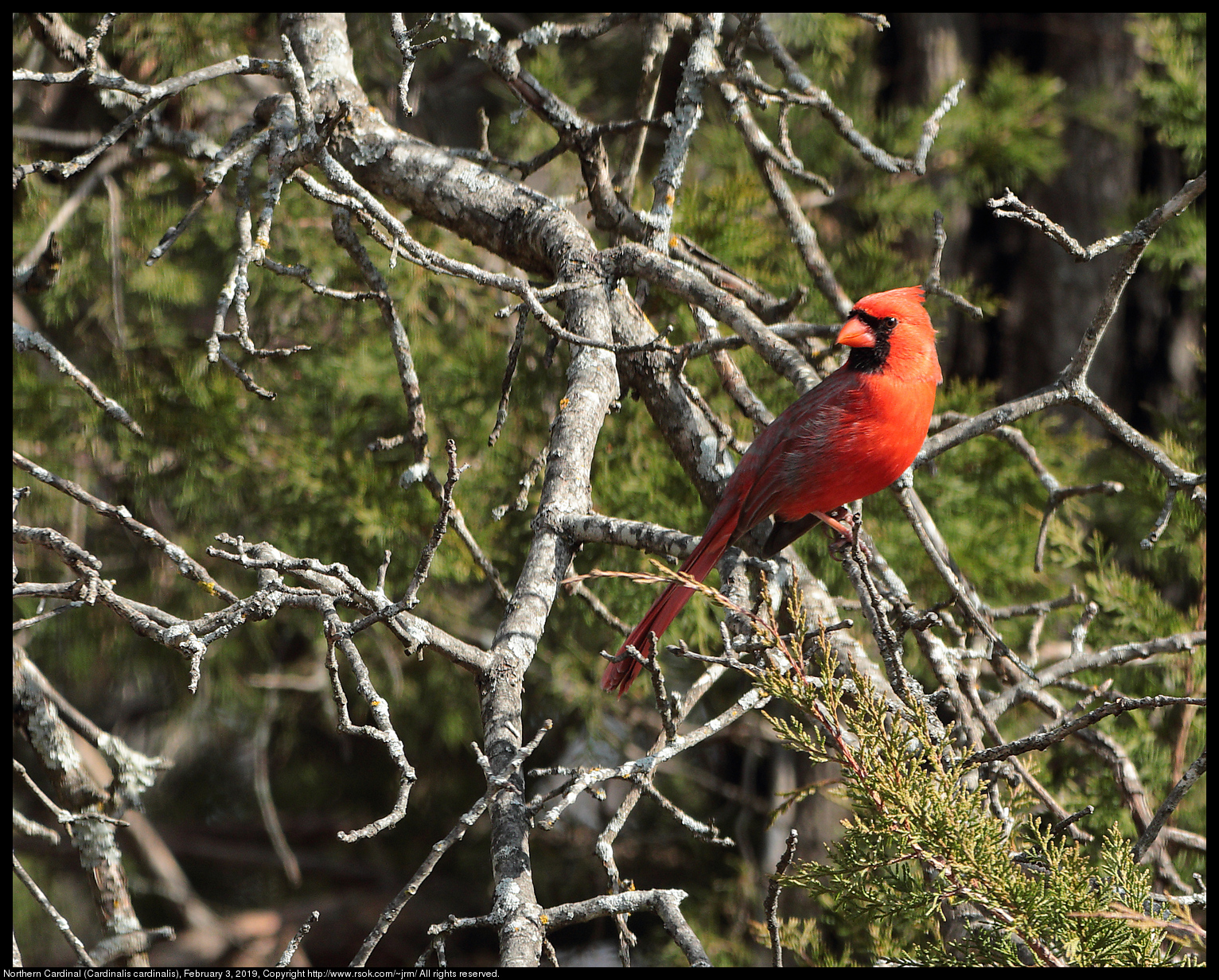 Northern Cardinal (Cardinalis cardinalis), February 3, 2019