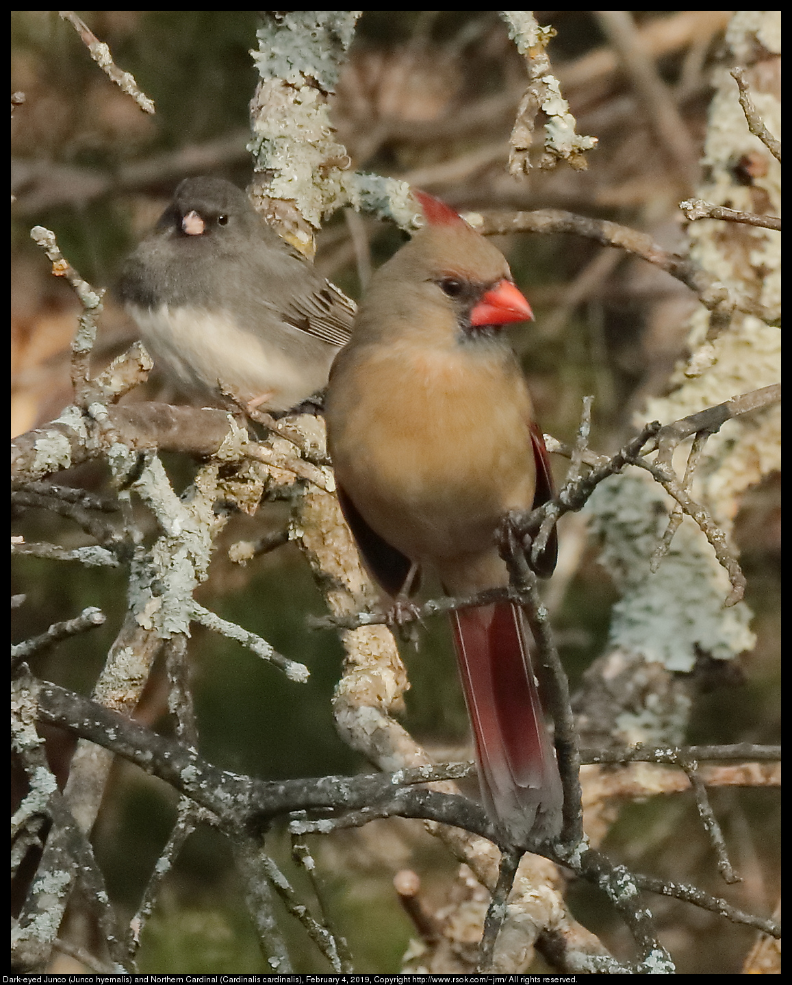 Dark-eyed Junco (Junco hyemalis) and Northern Cardinal (Cardinalis cardinalis), February 4, 2019