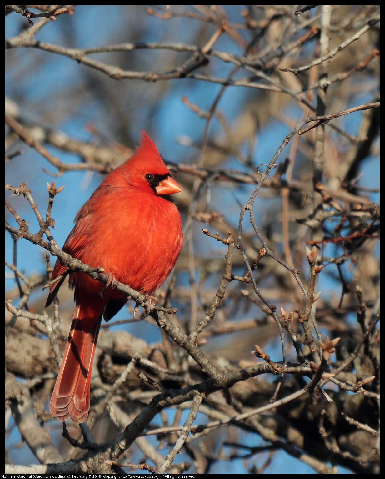 Northern Cardinal (Cardinalis cardinalis), February 7, 2019