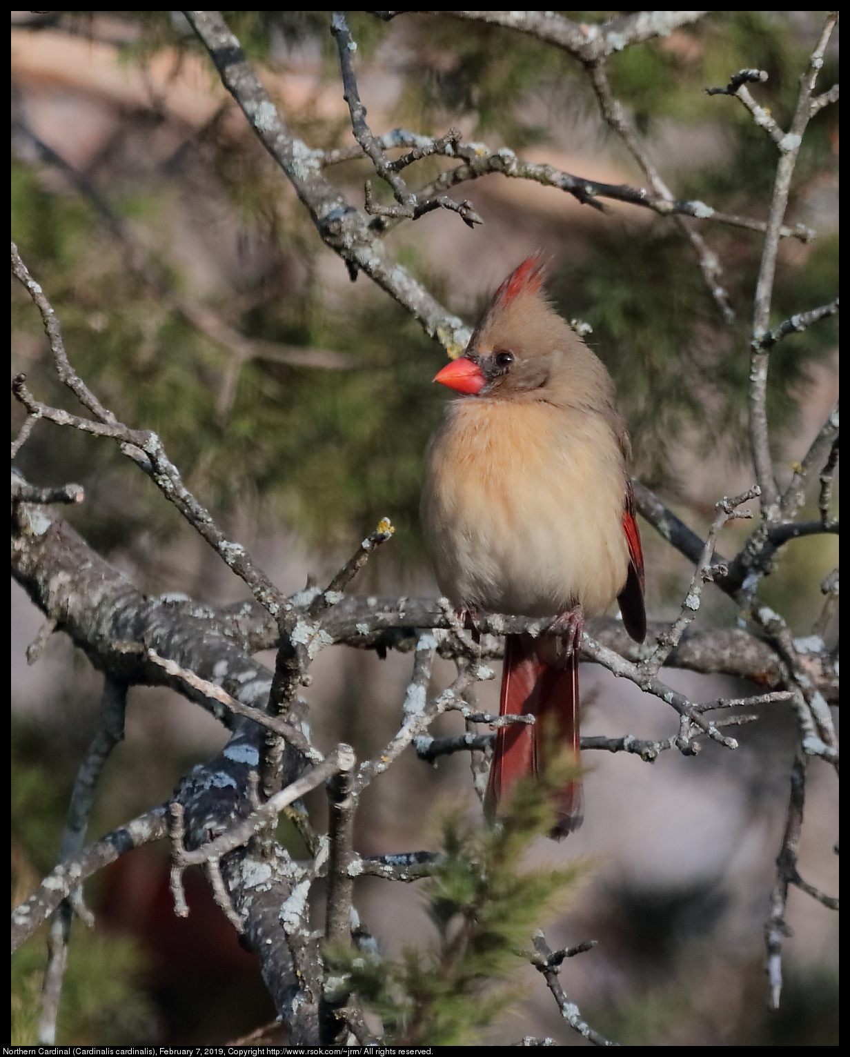 Northern Cardinal (Cardinalis cardinalis), February 7, 2019