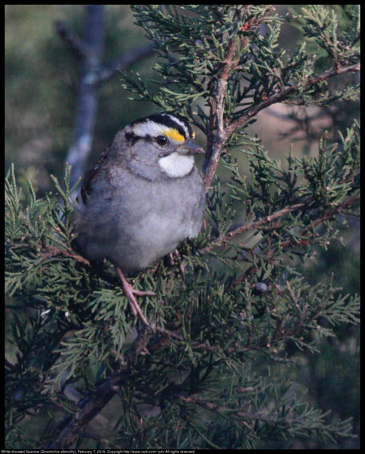 White-throated Sparrow (Zonotrichia albicollis), February 7, 2019