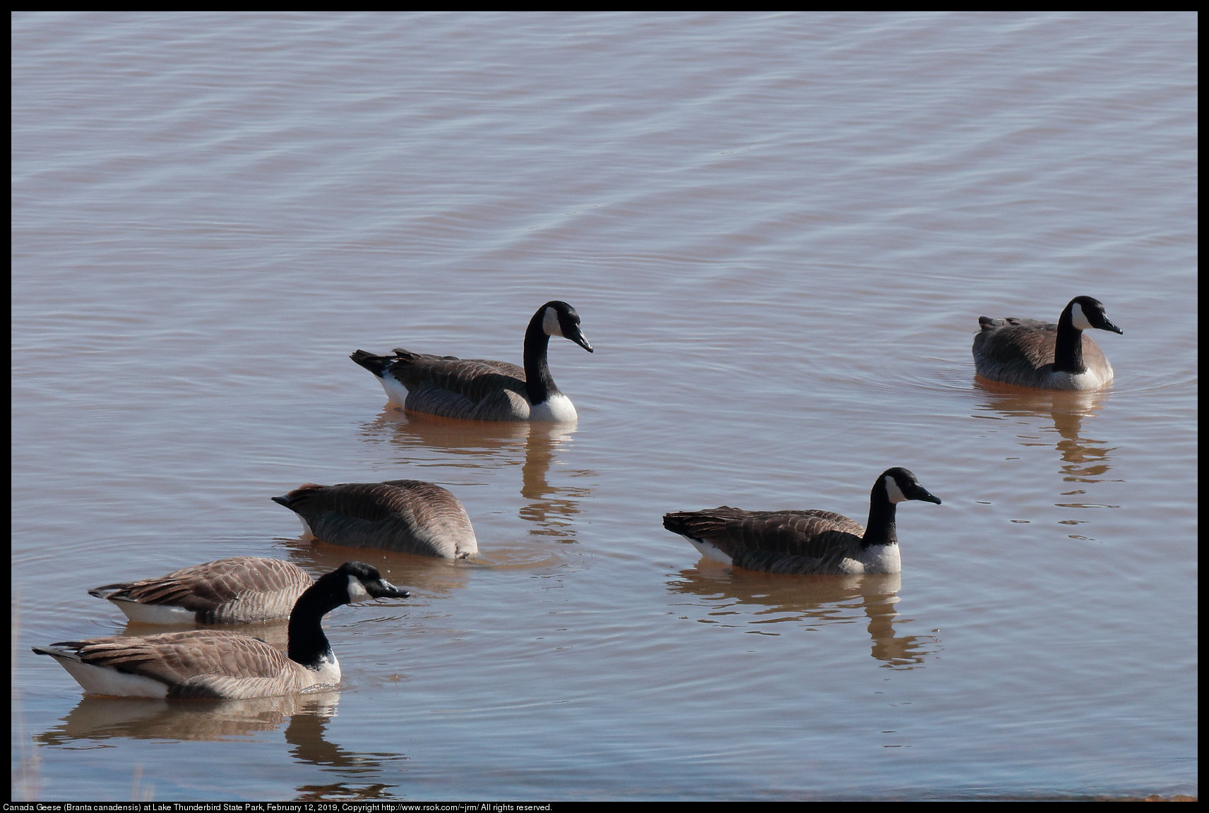 Canada Geese (Branta canadensis) at Lake Thunderbird State Park, February 12, 2019