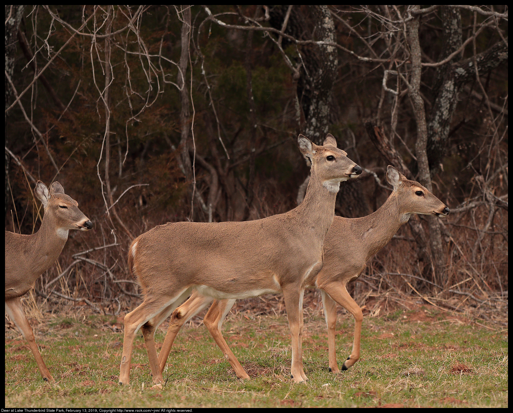 Deer at Lake Thunderbird State Park, February 13, 2019