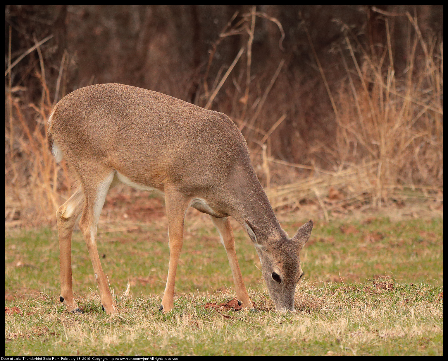 Deer at Lake Thunderbird State Park, February 13, 2019