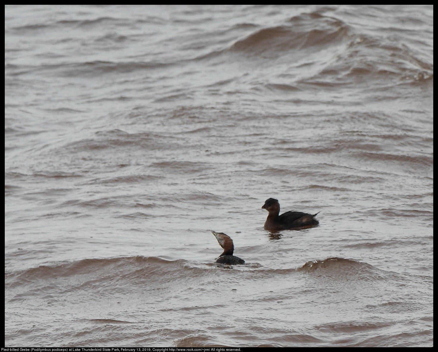 Pied-billed Grebe (Podilymbus podiceps) at Lake Thunderbird State Park, February 13, 2019