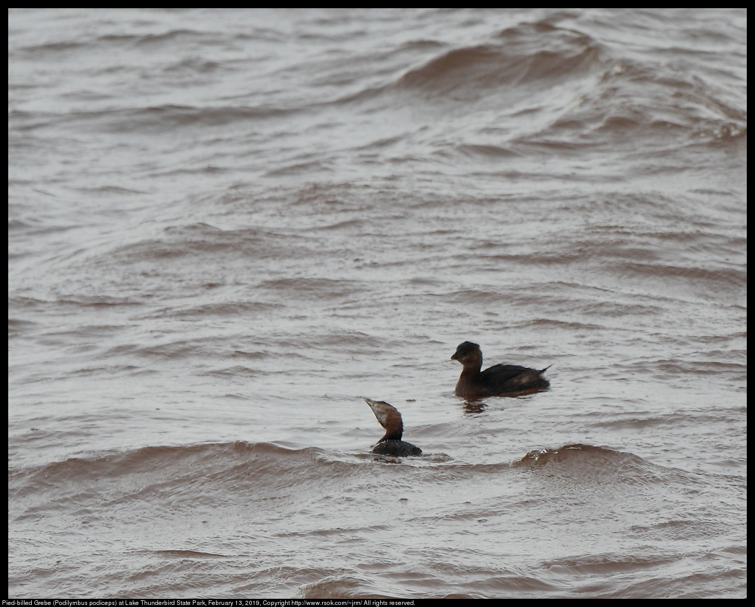 Pied-billed Grebe (Podilymbus podiceps) at Lake Thunderbird State Park, February 13, 2019