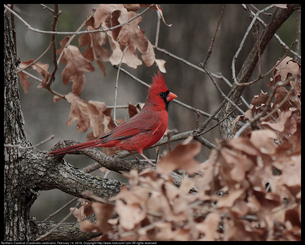 Northern Cardinal (Cardinalis cardinalis), February 14, 2019