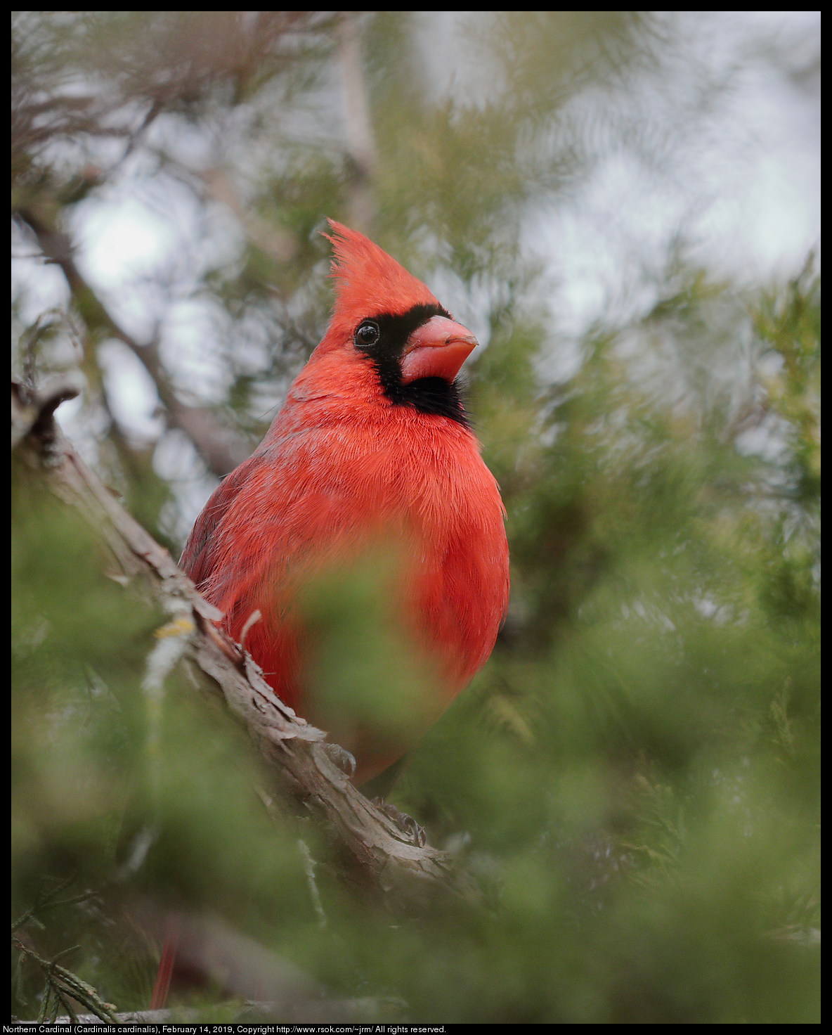 Northern Cardinal (Cardinalis cardinalis), February 14, 2019