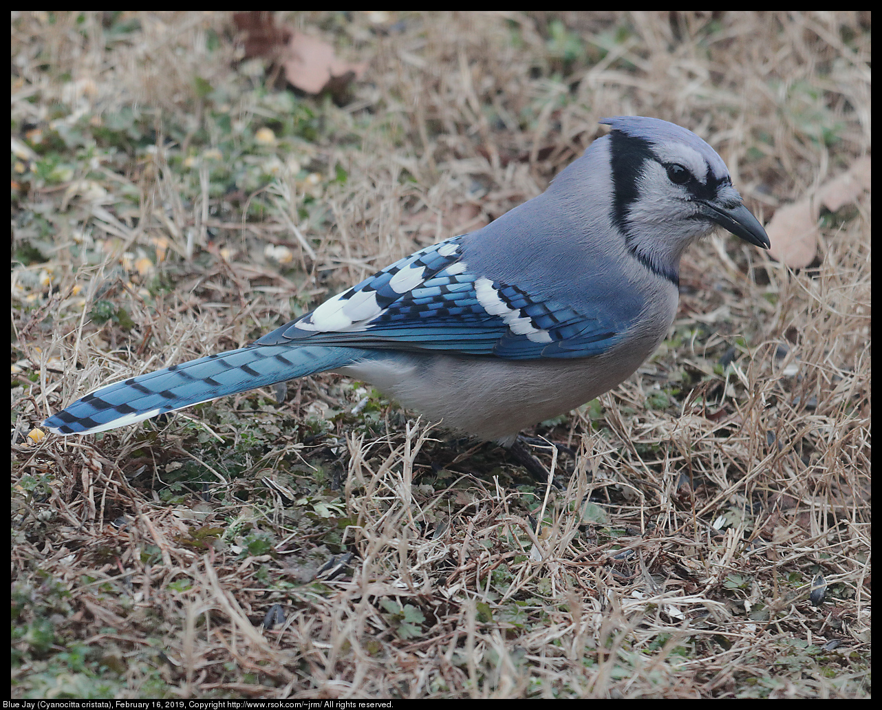 Blue Jay (Cyanocitta cristata), February 16, 2019