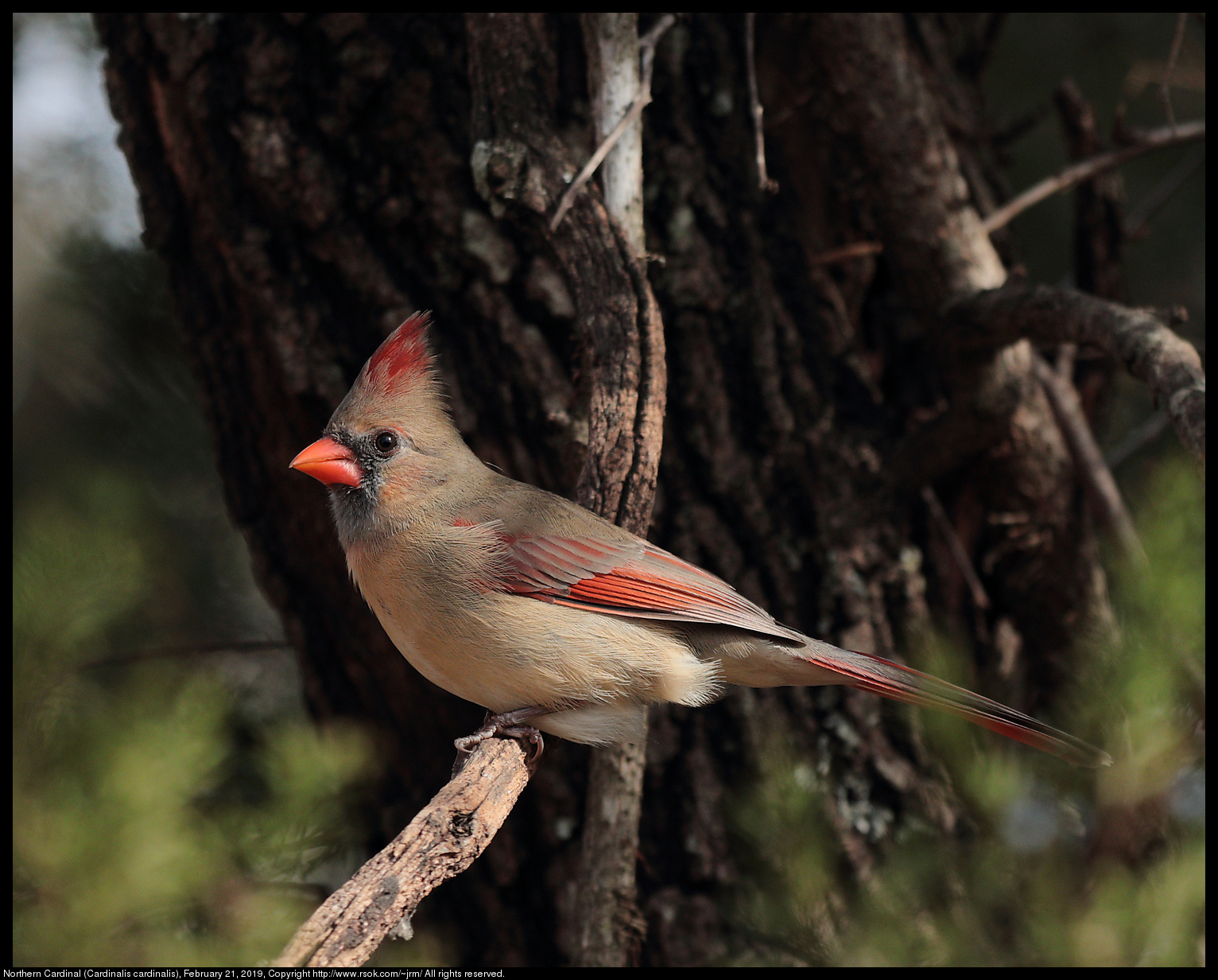 Northern Cardinal (Cardinalis cardinalis), February 21, 2019