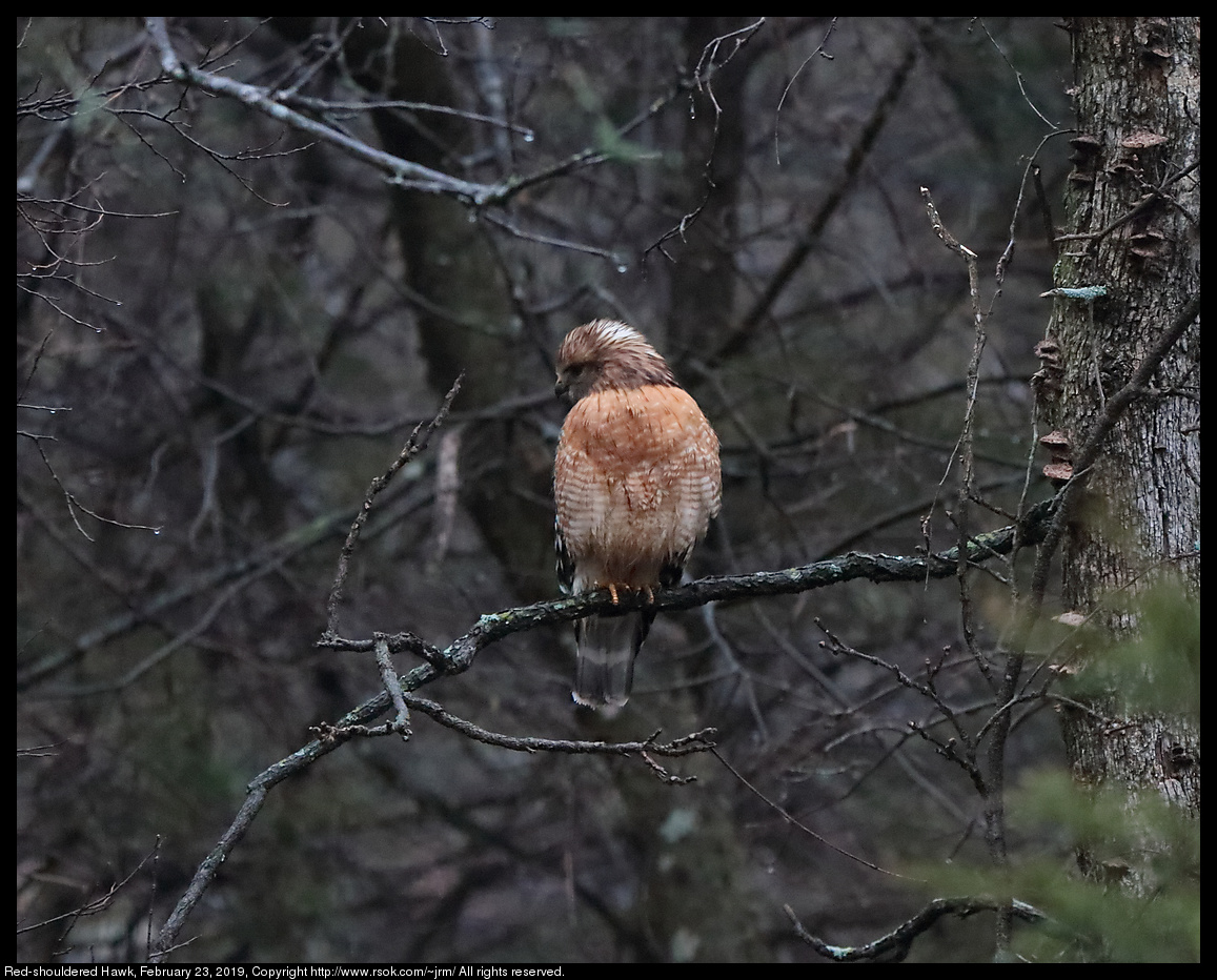 Red-shouldered Hawk, February 23, 2019