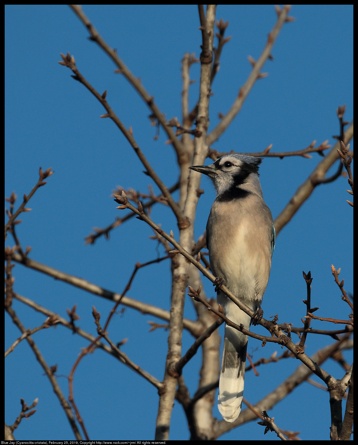 Blue Jay (Cyanocitta cristata), February 25, 2019