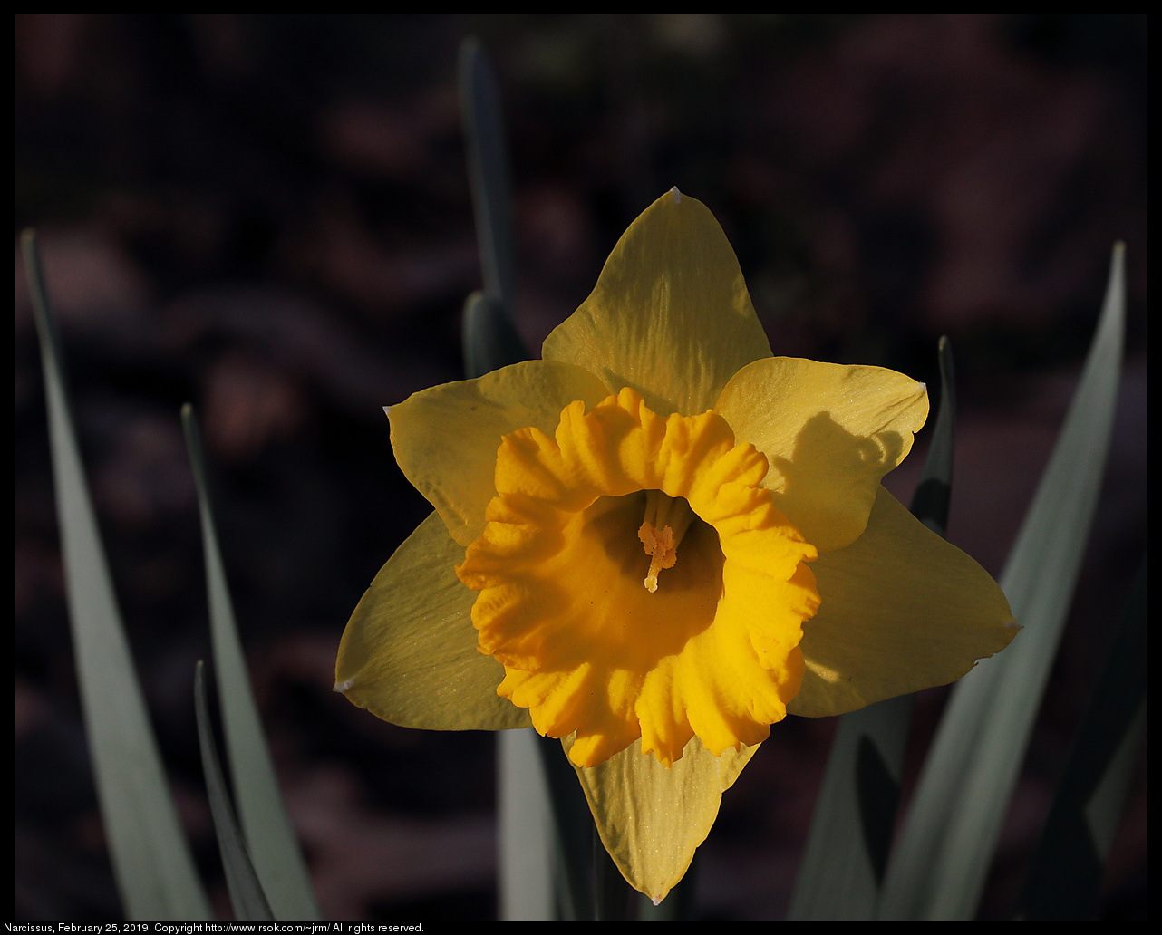 Narcissus, February 25, 2019