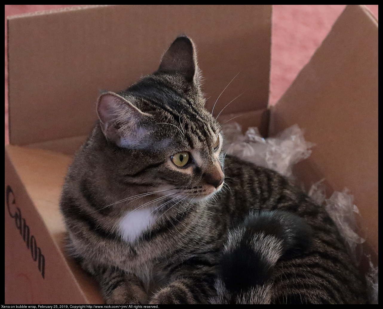 Xena on bubble wrap, February 25, 2019