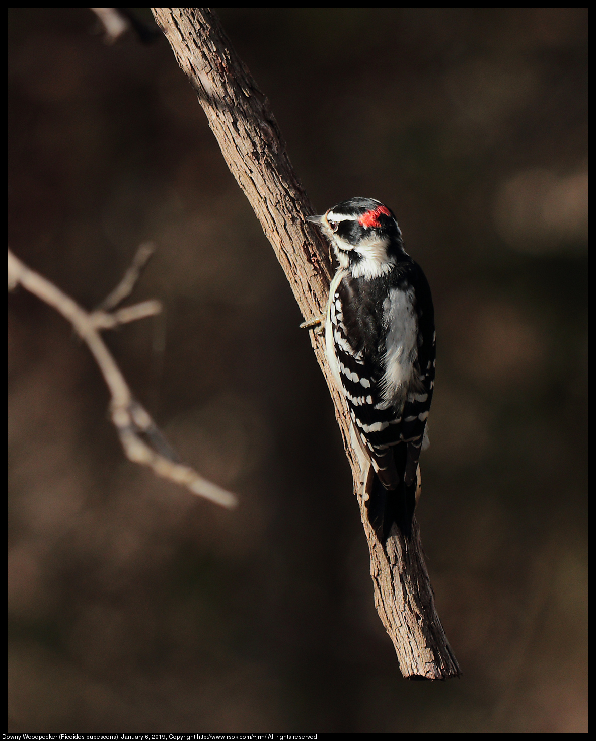 Downy Woodpecker (Picoides pubescens), January 6, 2019
