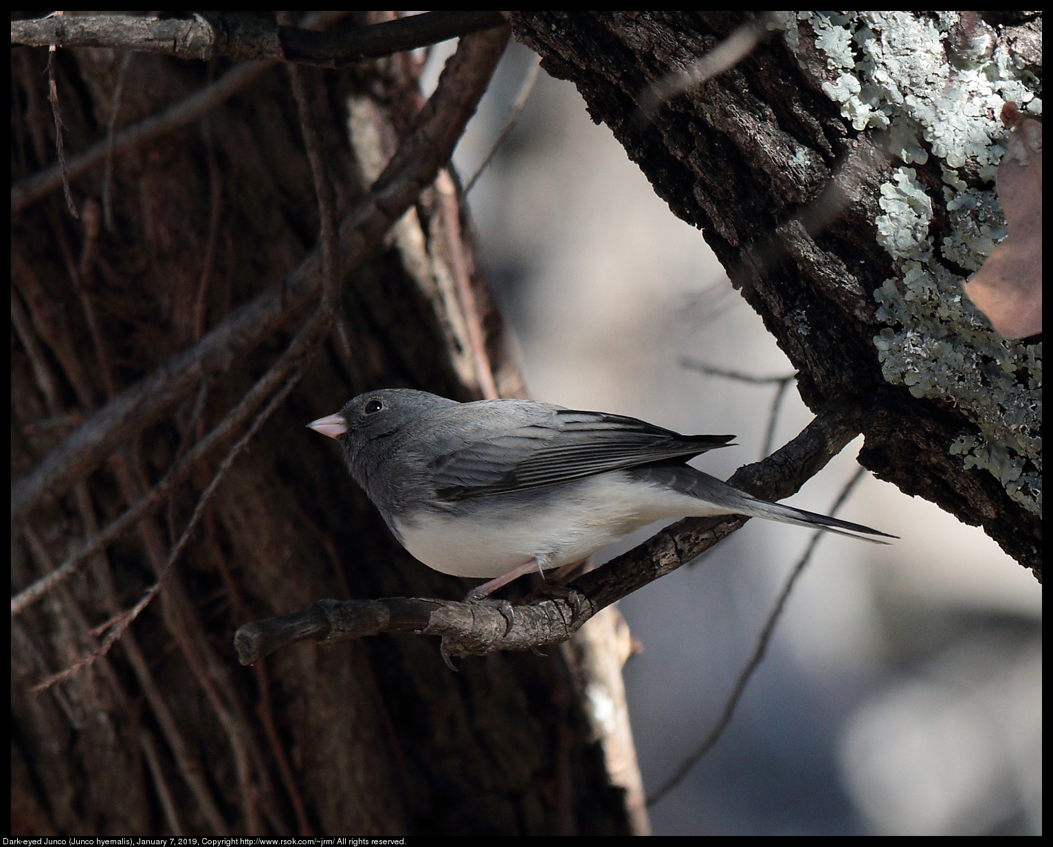 Dark-eyed Junco (Junco hyemalis), January 7, 2019