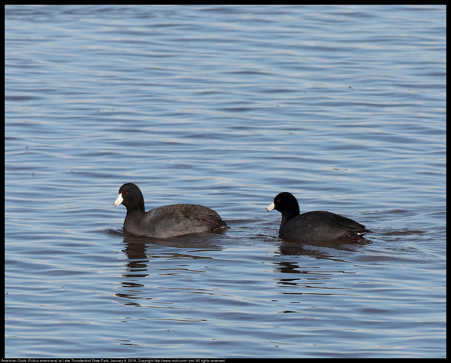 2019jan09_coot_IMG_4764c.jpg