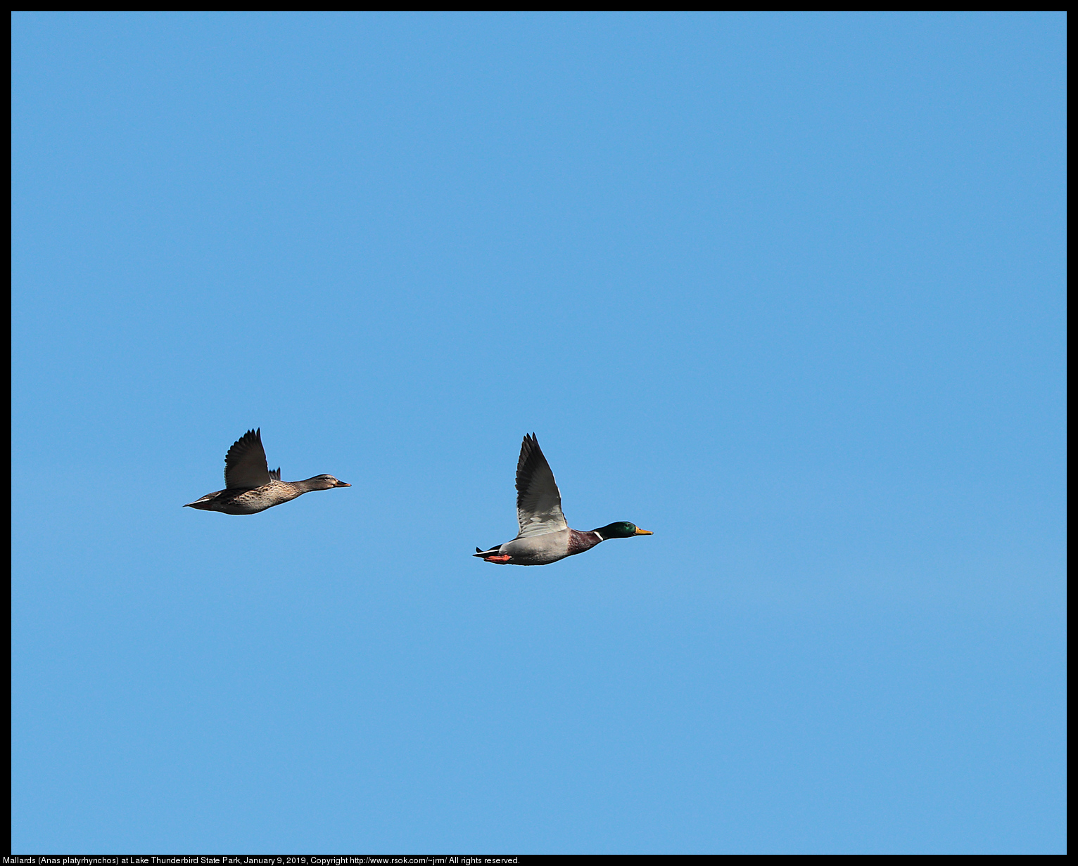 Mallards (Anas platyrhynchos) at Lake Thunderbird State Park, January 9, 2019