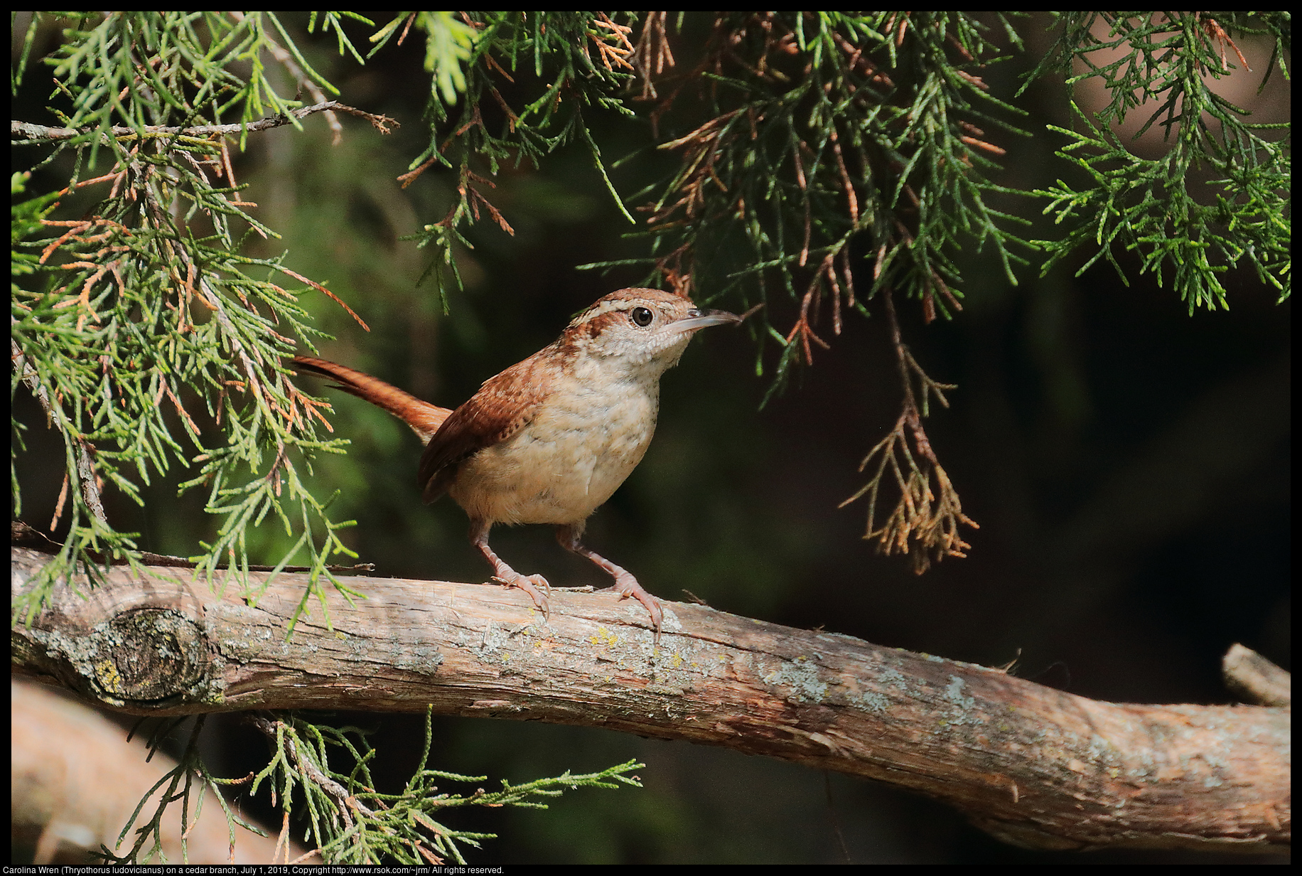 Carolina Wren (Thryothorus ludovicianus) on a cedar branch, July 1, 2019