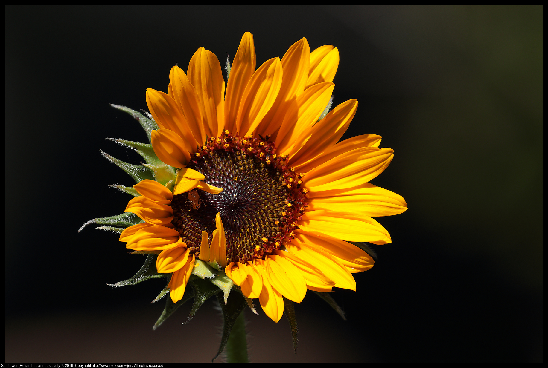 Sunflower (Helianthus annuus), July 7, 2019