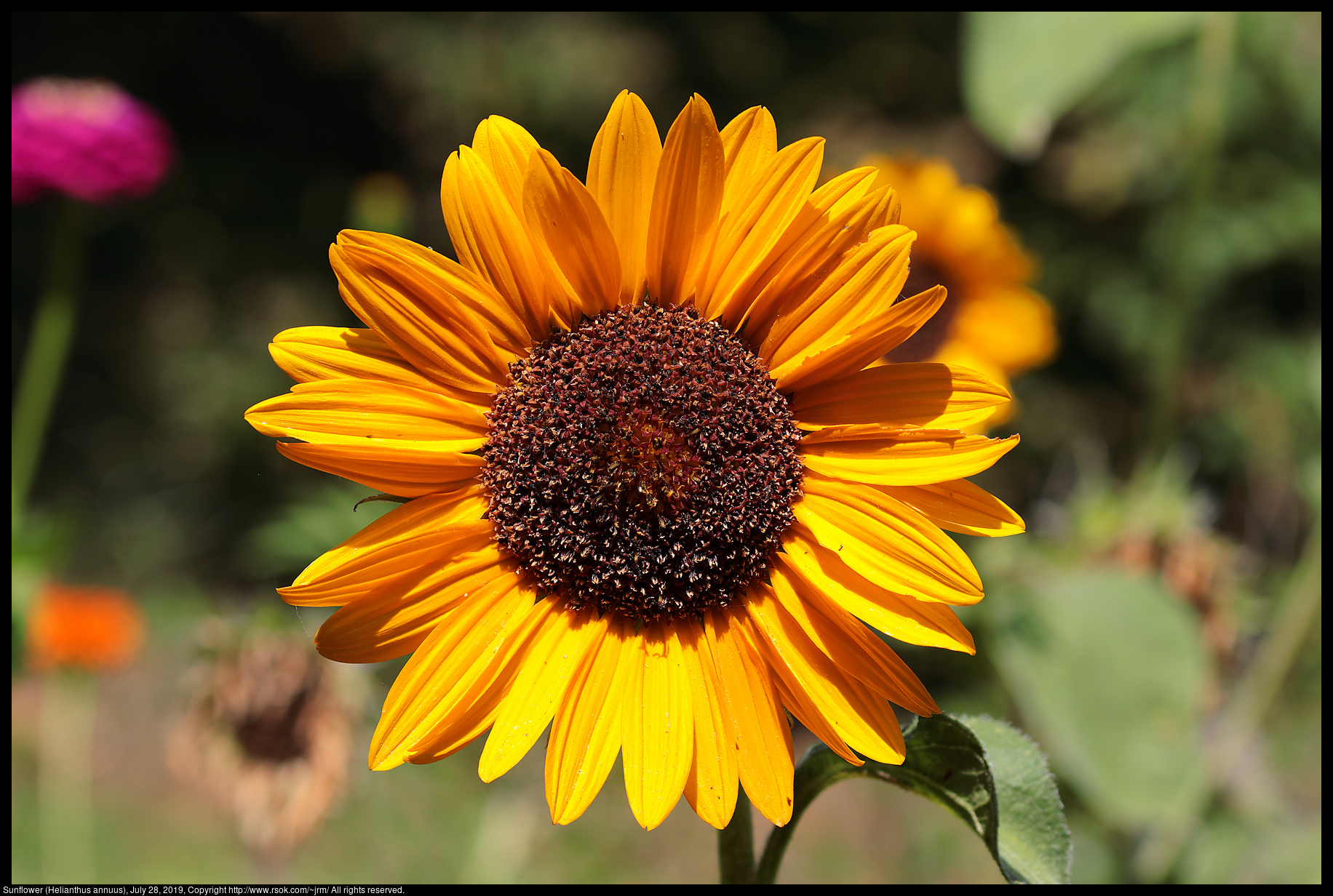 Sunflower (Helianthus annuus), July 28, 2019