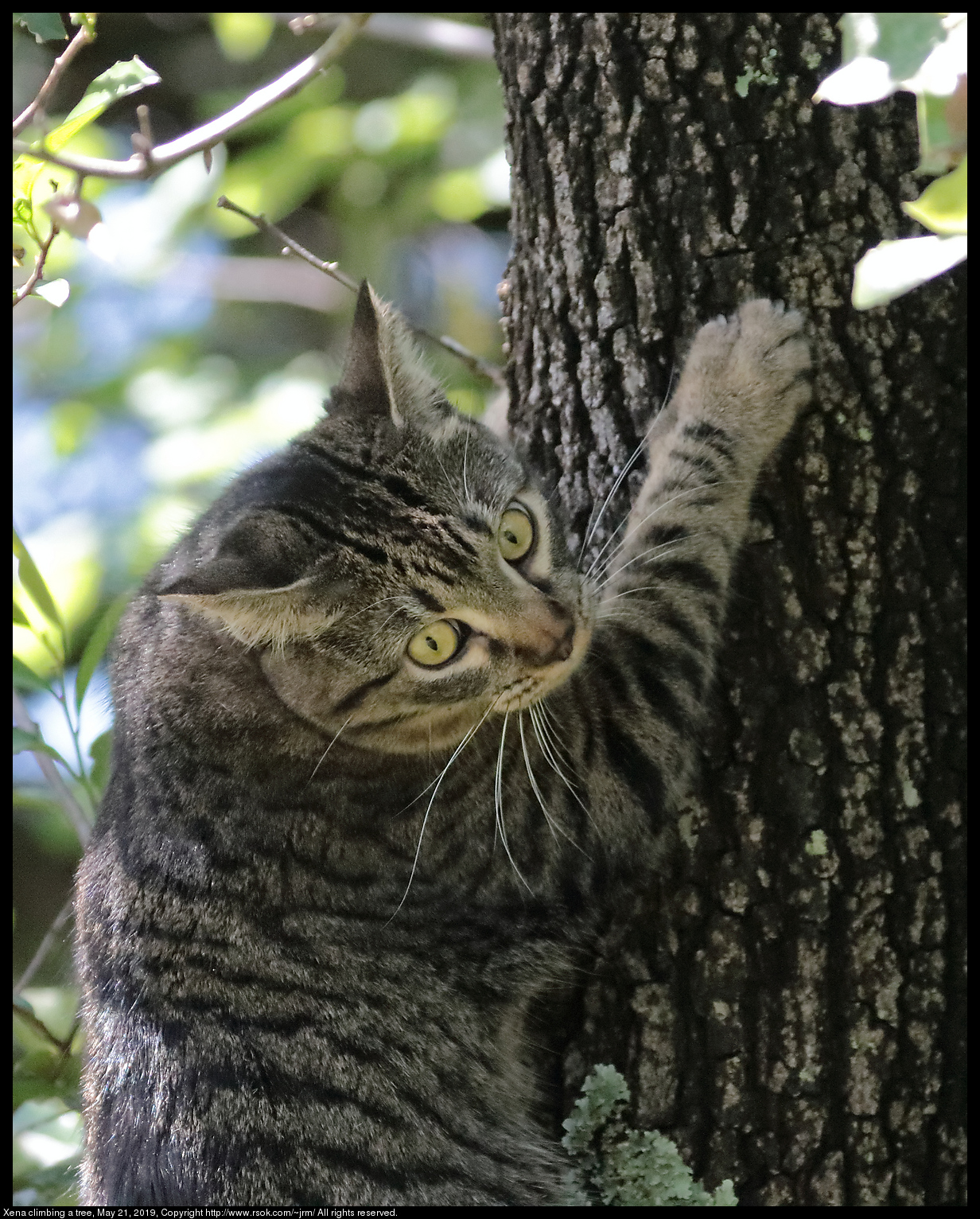 Xena climbing a tree, May 21, 2019