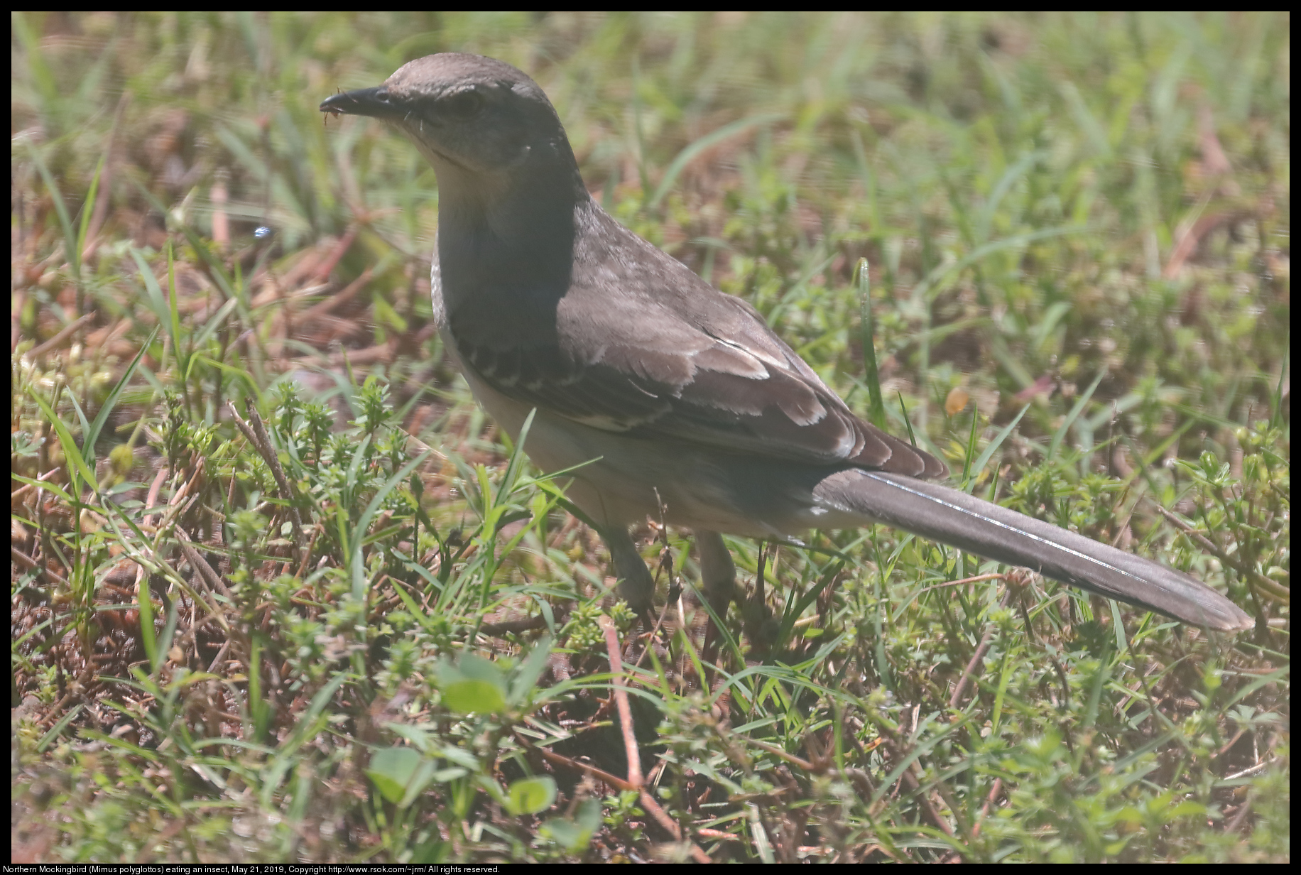 Northern Mockingbird (Mimus polyglottos) eating an insect, May 21, 2019
