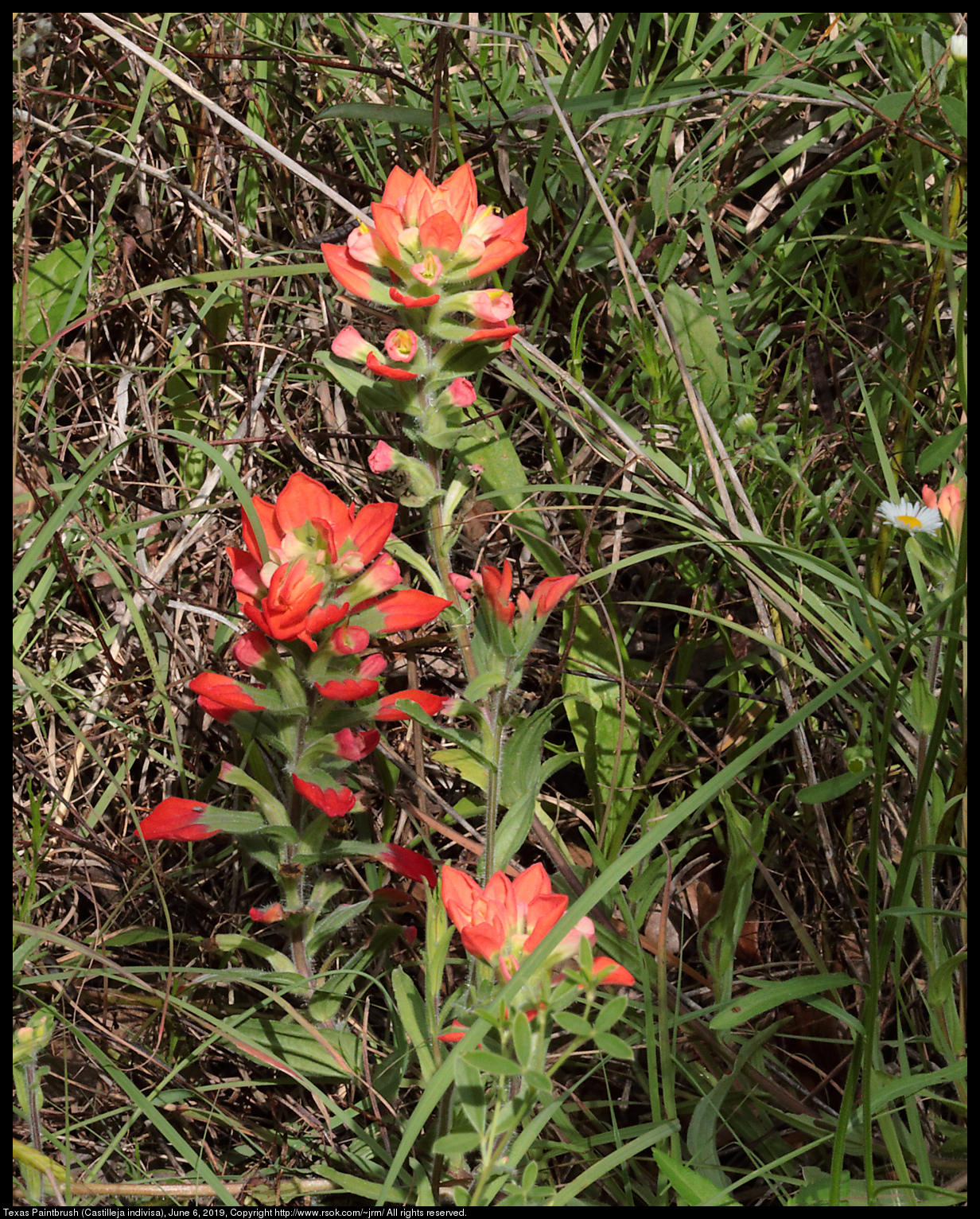 Texas Paintbrush (Castilleja indivisa), June 6, 2019