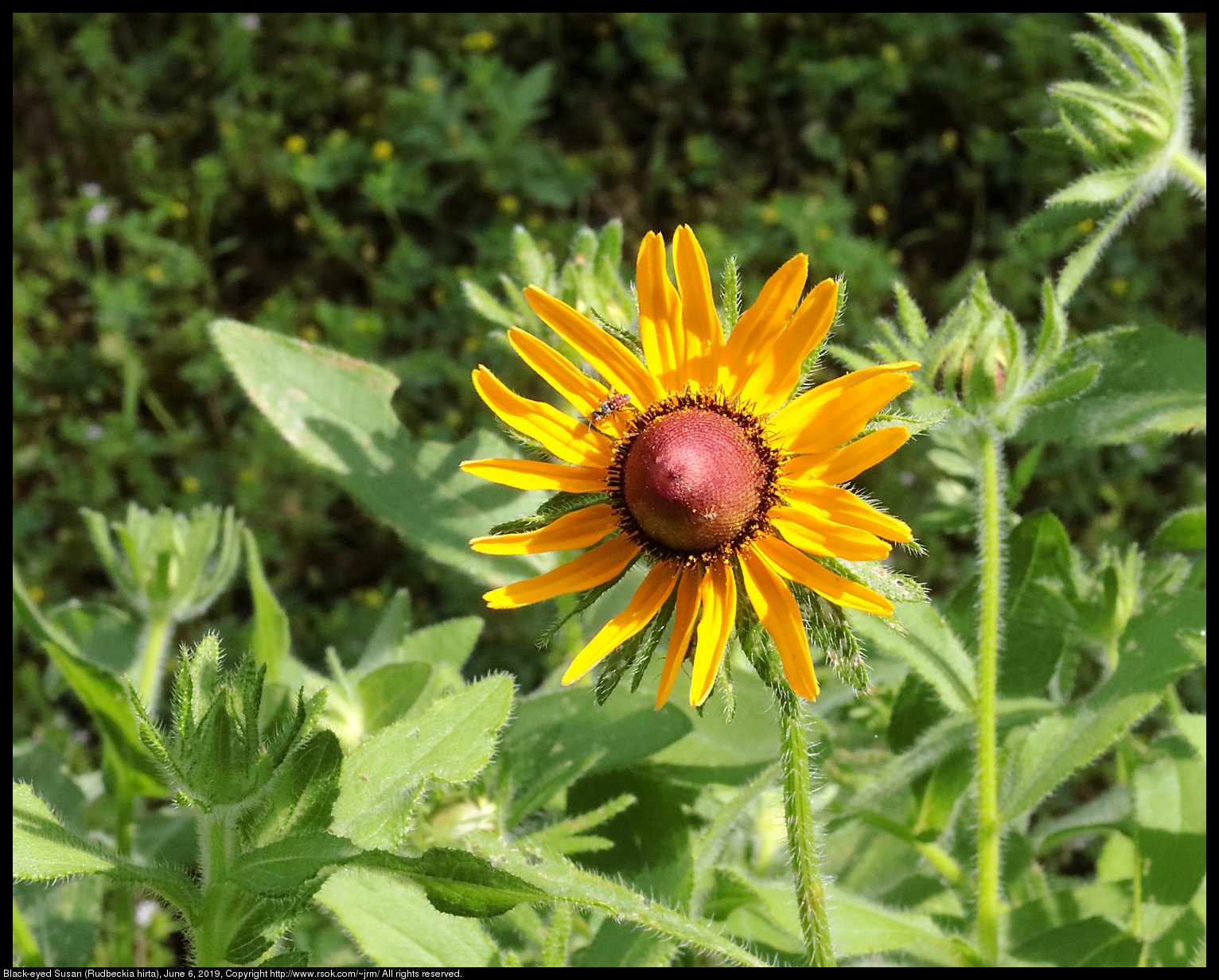 Black-eyed Susan (Rudbeckia hirta), June 6, 2019